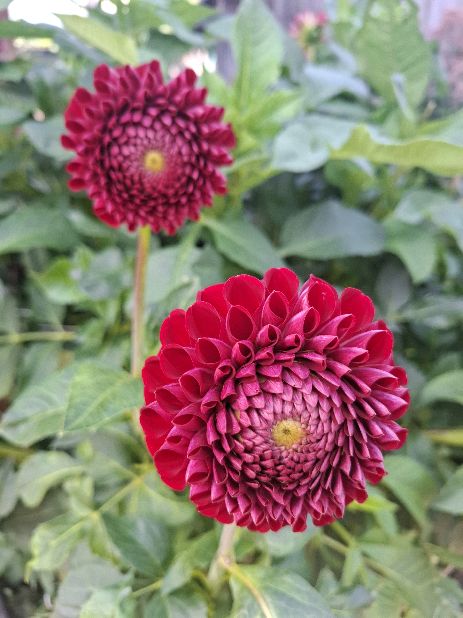 The image displays two vibrant, deep red dahlias in full bloom against a softly blurred background of green foliage. The dahlia in the foreground is larger and more in focus, showcasing its intricate petal structure with tightly spiraled, spoon-shaped petals that surround a yellow center. The dahlia in the background, slightly out of focus, appears to be of the same variety and color. The overall impression is one of lush, natural beauty, suggesting a garden setting. The image does not provide any specific visual cues to pinpoint its location within the city of Tyumen, Russia, or any indication of human presence or activity.