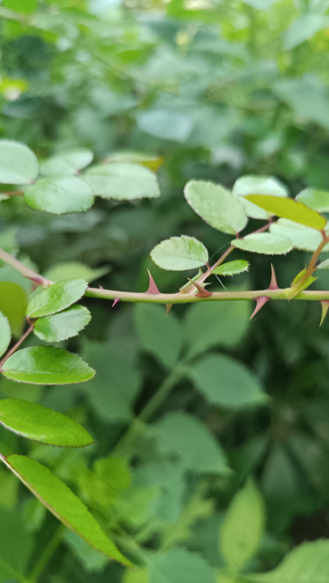 The image shows a close-up view of a thorny stem of a rose bush. The stem is green with reddish-pink thorns. Several bright green leaves are attached to the stem, some of which are in focus while others are blurred in the background. The background consists of more greenery, also out of focus, suggesting a natural outdoor environment. There is no information in the image to determine its location in the city of Karsha, Russia.