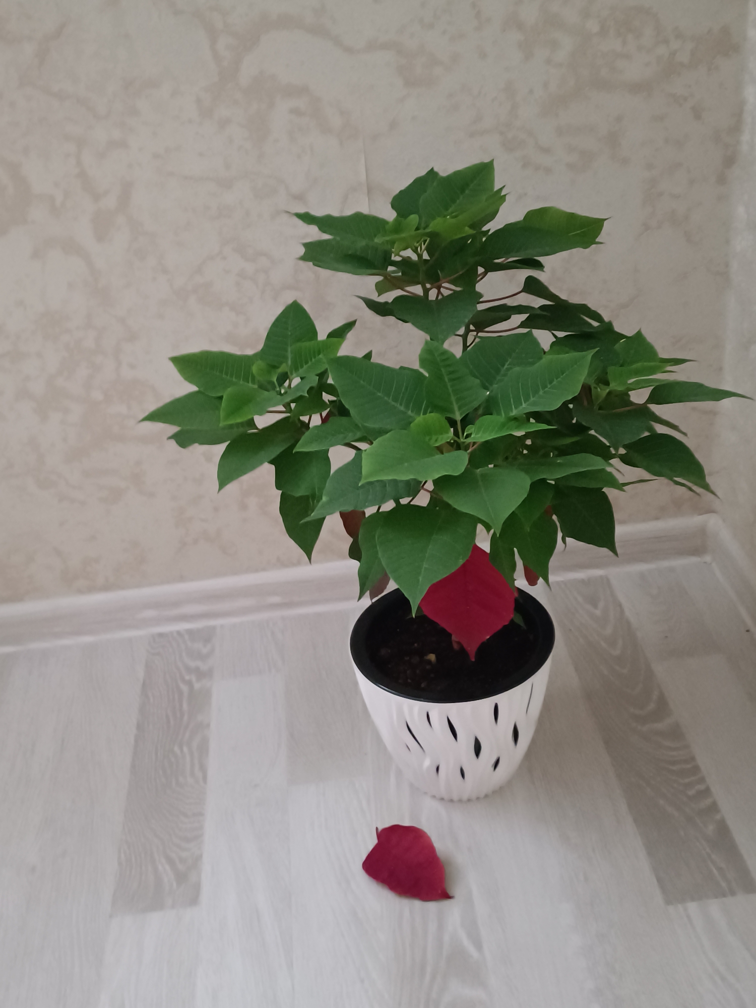 A potted poinsettia plant with green leaves and one red bract sits on a light-colored wooden floor next to a wall with a marble-like texture. A single red bract lies on the floor in front of the pot. The scene is indoors, likely in a residential setting, with no specific indicators of the city of Derbent, Russia.