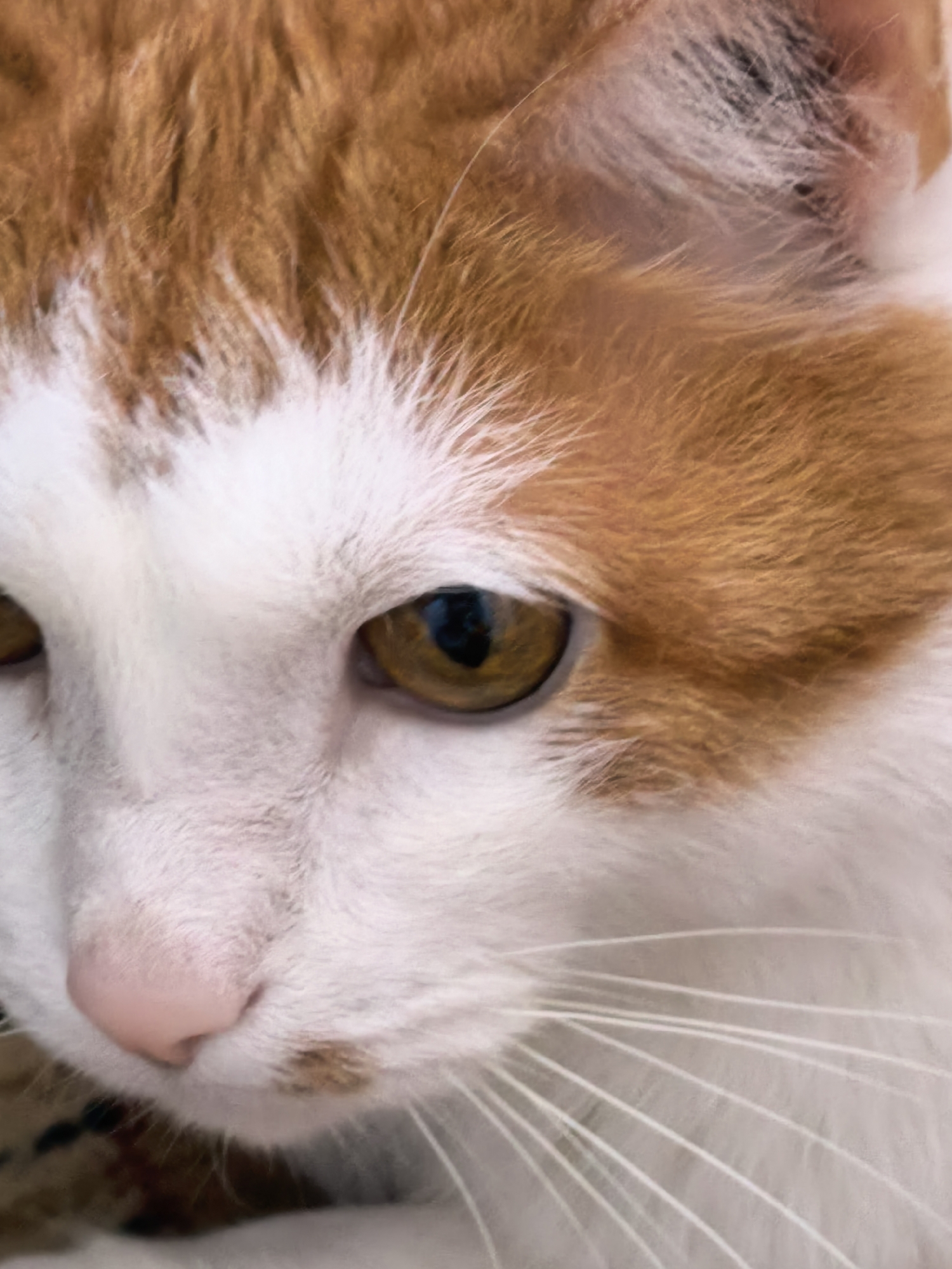 This is a close-up, eye-level, vertical shot of an orange and white cat's face. The cat is the sole subject, filling the frame. The focus is on the left side of its face, highlighting its amber eye, pink nose, and white whiskers. The cat's fur is a mix of white and orange, with the orange fur concentrated on the top of its head and a patch near its eye. The background is blurred, suggesting a shallow depth of field, and does not provide specific environmental cues. The lighting appears soft, likely indicating daylight, but the time of day and weather are not discernible. There is no visible text in the image. The cat's expression is neutral, with its eye appearing alert. The image seems to have been taken indoors or in a controlled setting given the lack of background detail. No specific activity or event is taking place; it is a still portrait of the cat. The location context of Sterlitamak, Russia, is not visually evident in the photograph itself.