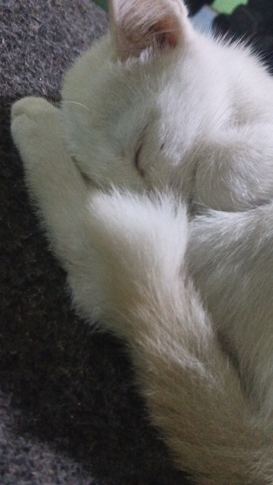A close-up, vertical shot shows a white cat curled up and sleeping on a dark, textured surface. The cat's face is mostly obscured by its paw, with only a glimpse of its closed eyelid and ear visible. Its fur is soft and fluffy, with hints of beige or light brown in some areas. The background is out of focus, but appears to be a soft fabric or blanket. The scene is peaceful and suggests a quiet moment of rest. There is no information about the location in Soko, Indonesia provided in the image or its context.