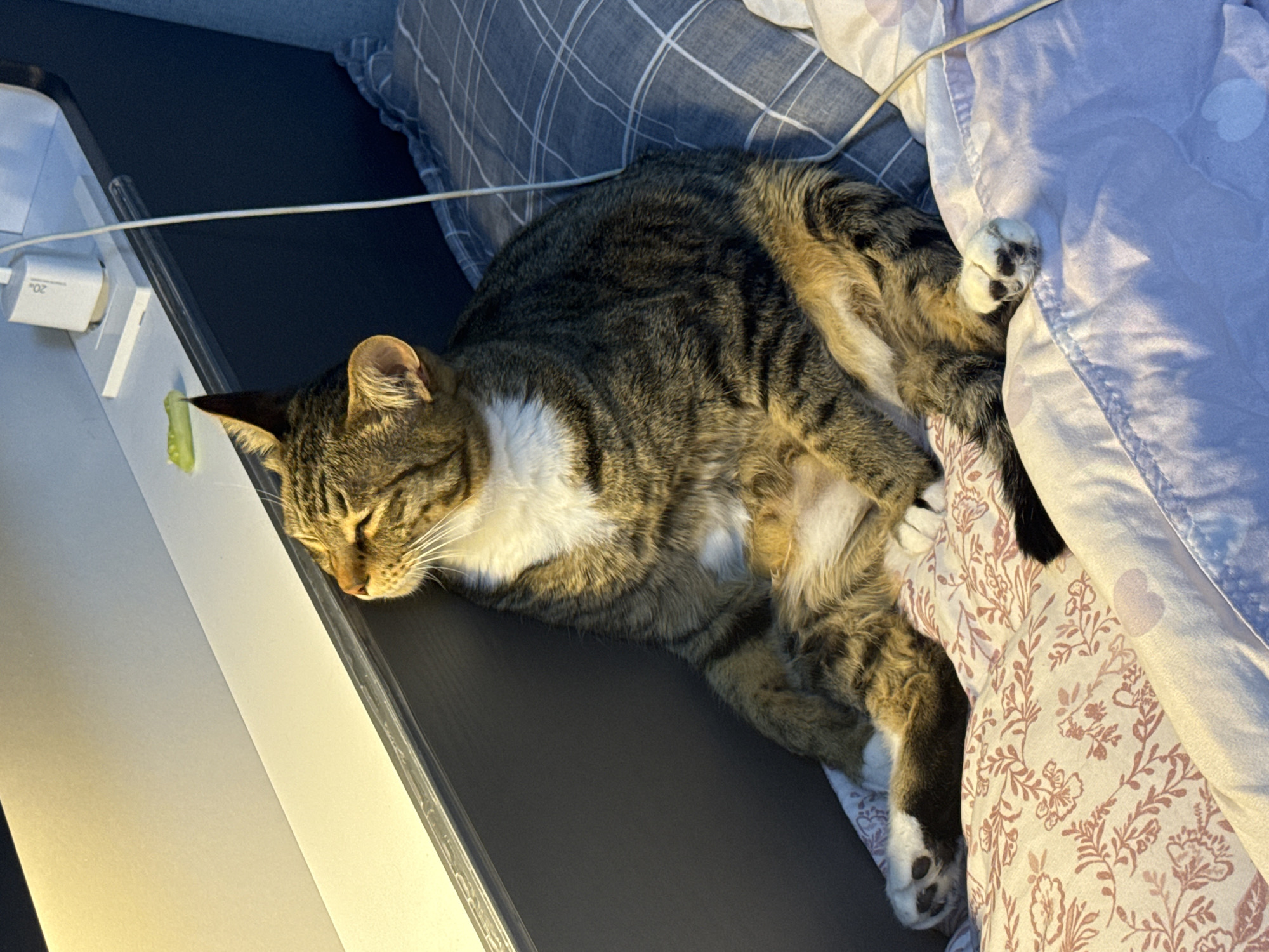 A tabby cat is sitting upright on a bed, leaning against a dark gray headboard. The cat is facing left, with its eyes closed and head tilted back slightly, appearing to be basking in a light source from the upper left. The cat has white fur on its chest and paws, and dark tabby markings on its body and tail. The bed is covered with patterned sheets: a light pink floral pattern on the left and a purple patterned duvet on the right. A white charging brick and a white cable are visible on the headboard behind the cat. The scene appears to be indoors, likely in a bedroom. No specific location in Gwangju, South Korea is identifiable from the image.