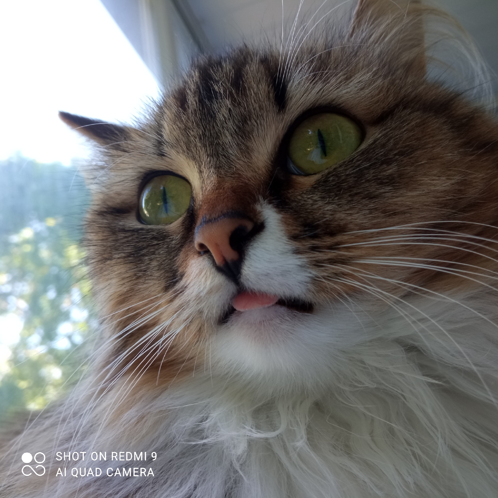 A close-up shot of a long-haired cat with brown, white, and beige fur. The cat has green eyes and is sticking its tongue out slightly. The background shows a window with greenery visible outside, indicating a possible outdoor view. The camera watermark "SHOT ON REDMI 9 AI QUAD CAMERA" is located in the bottom left corner of the image. The location of the image in the city of Chaikovsky, Russia can't be confirmed based on the image provided.
