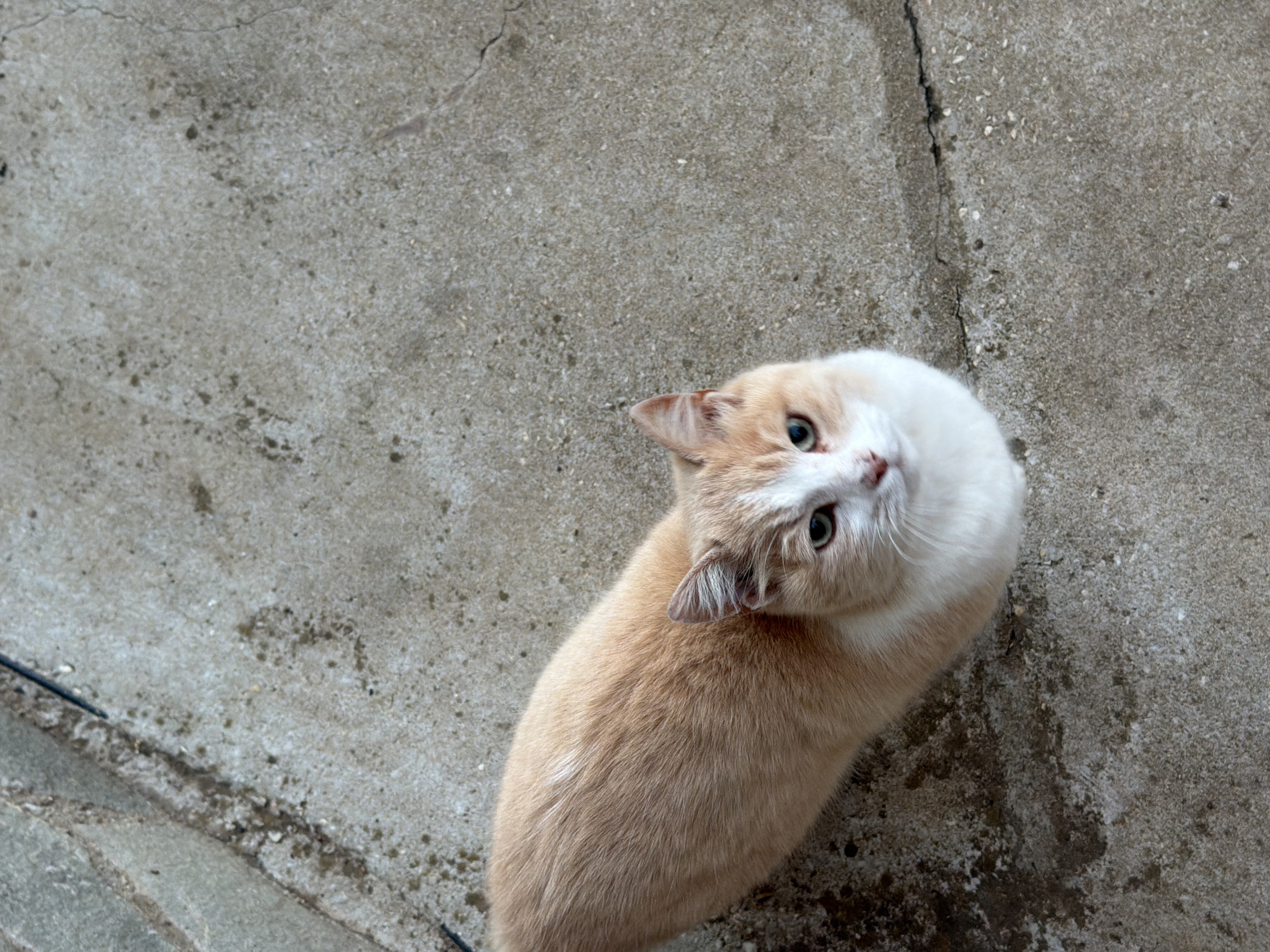 The image shows a light orange and white cat looking up towards the camera. It is positioned on a grey concrete surface, with a crack visible in the concrete. The setting is potentially in a city, and is reported to be Buhovo, Bulgaria. There are no other people or objects clearly visible in the immediate frame. The cat appears to be the central subject.