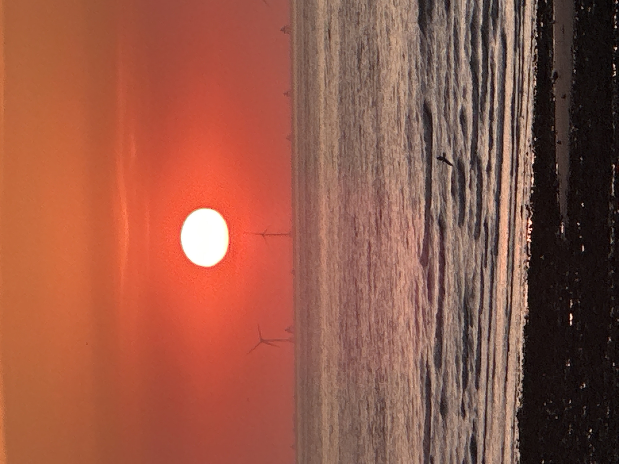 The image depicts a sunset over the sea, viewed from the coast of Le Tréport, France. The sun, a large, bright orange orb, is positioned in the upper center of the frame, casting a warm, reddish glow across the sky and water. In the distance, silhouetted against the sunset, are several wind turbines, characteristic of the offshore wind farms visible from the Le Tréport coastline. These turbines stand tall in the sea, their blades appearing stationary. The sea itself is characterized by gentle waves, reflecting the colors of the sunset. In the foreground, the shoreline is visible, composed of dark rocks and pebbles. A lone bird is captured in flight over the water, its silhouette dark against the rippling surface. The overall scene is tranquil and atmospheric, conveying the beauty of a coastal sunset.