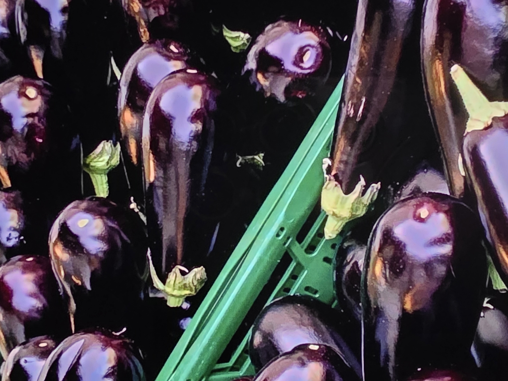 The image shows a close-up, overhead view of a large pile of eggplants, mostly dark purple and glossy, with some showing lighter purple highlights. Several green stems are visible at the top of some of the eggplants. The eggplants are contained within a green plastic crate, the textured surface of which is visible in the lower left and center of the image. The lighting creates strong reflections on the smooth skins of the eggplants, with some areas appearing very dark and others reflecting bright light. The overall impression is of a fresh harvest of produce. The location is not discernible from the image itself, and therefore no information can be provided about Voluntari, Romania.