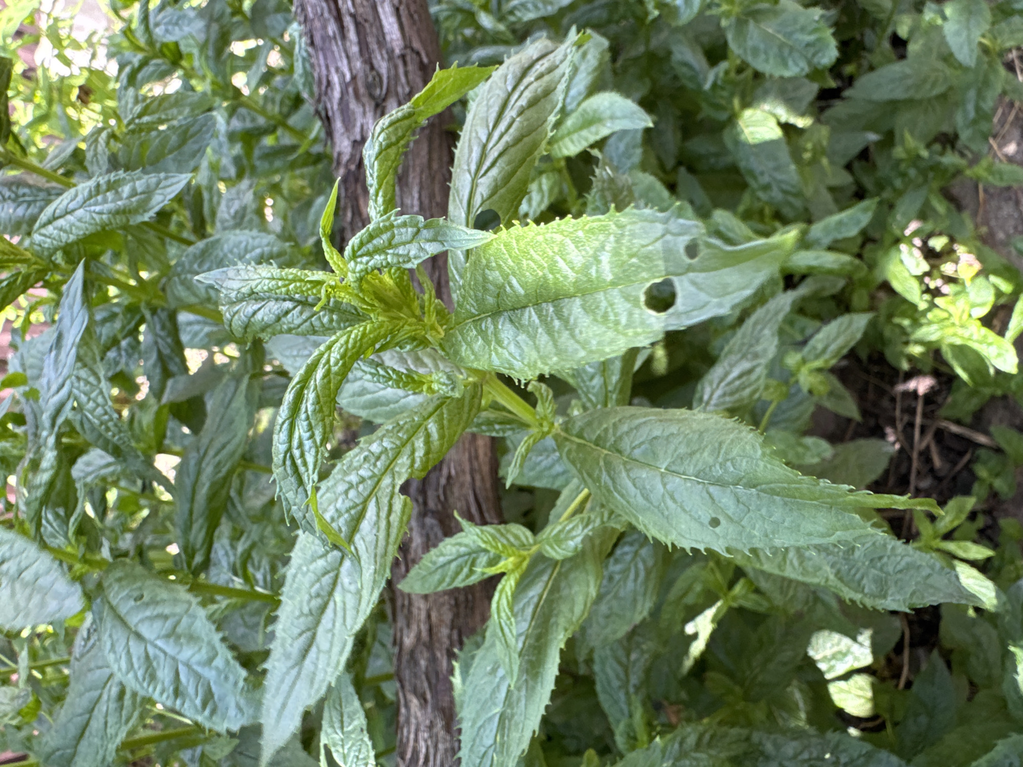 The image shows a close-up view of lush green mint plants growing outdoors. The leaves are textured and some have small holes. A weathered, brown branch or piece of wood is positioned horizontally behind the plants, partially obscuring them. The background is filled with more of the same green foliage, suggesting a dense growth of mint. The lighting indicates it is daytime, with some areas of sunlight and shadow. There is no visible indication of the city of Rozdilna, Ukraine.