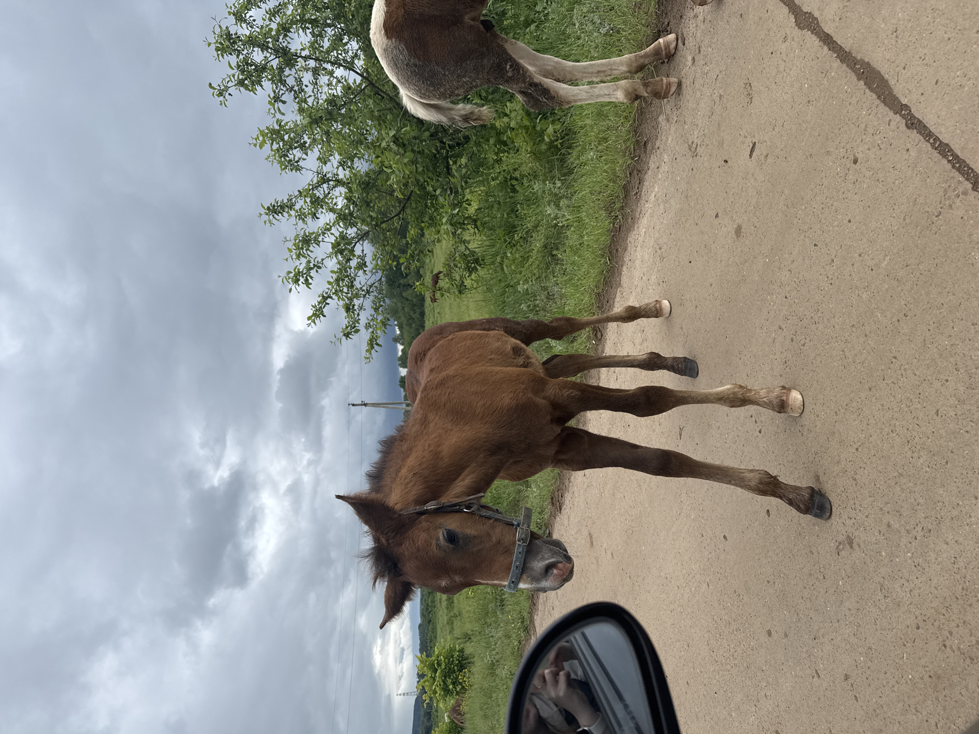 This image captures a rural road scene in the city of Noviy, Russia, under an overcast sky. The photograph is taken from inside a vehicle, as evidenced by a black, elliptical side-view mirror occupying the lower-left quadrant, which reflects a person's arm and partially visible torso.
The primary subject is a brown foal, positioned centrally in the mid-ground, standing on an unpaved dirt road. The foal wears a dark blue or grey halter on its head and exhibits a dark mane and tail. It faces slightly towards the left, with its head lowered, appearing to look towards the vehicle. Its front-right hoof is dark, while the others appear lighter.
To the right of the foreground foal, the hindquarters and legs of another equus, likely a horse or larger foal, are partially visible. This animal displays a brown, grey, and white dappled or roan pattern on its hindquarters, with a light-colored tail and lighter lower legs. Its presence indicates at least two horses on the road near the vehicle.
In the left background, several additional horses are visible as small, dark shapes grazing in a green field. The environment consists of lush green grass and various deciduous trees and bushes lining the road and extending into the background. Utility poles and power lines are discernible in the distance, indicating infrastructure. The sky is heavily clouded with multiple shades of grey, suggesting an overcast or potentially inclement weather condition. The road itself is light brown, consistent with dirt or gravel, and features some darker, irregular streaks.