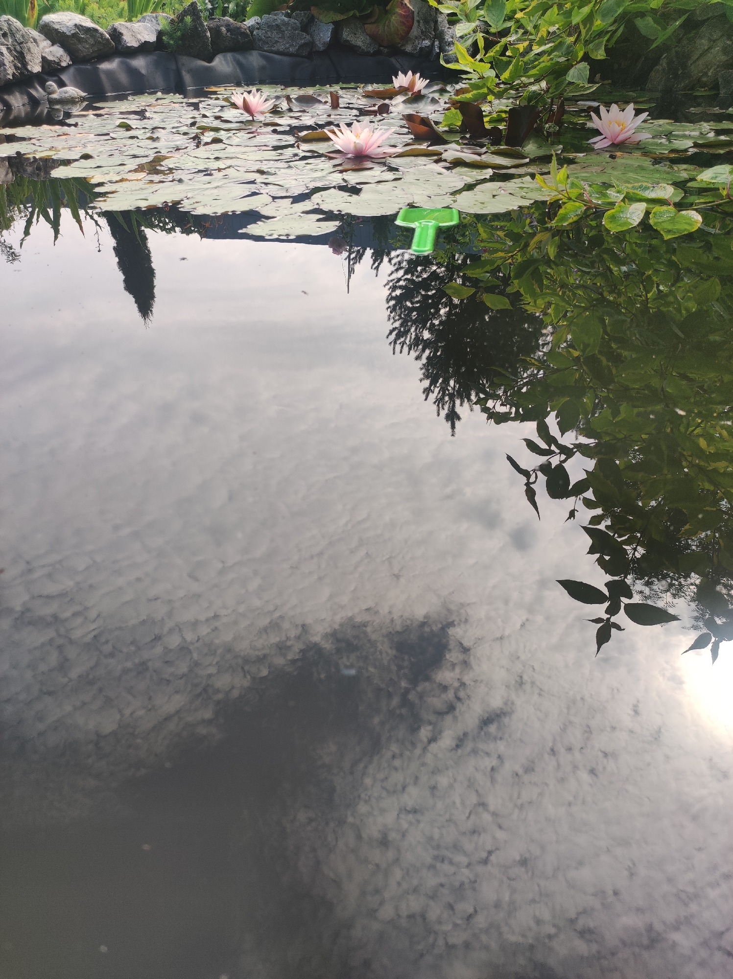 A garden pond with pink water lilies and lily pads is reflected in the water. Rocks and greenery surround the pond. A small, green toy rake floats on the water. The reflection shows a cloudy sky and the tops of trees. The location is the city of Fokino, Russia.