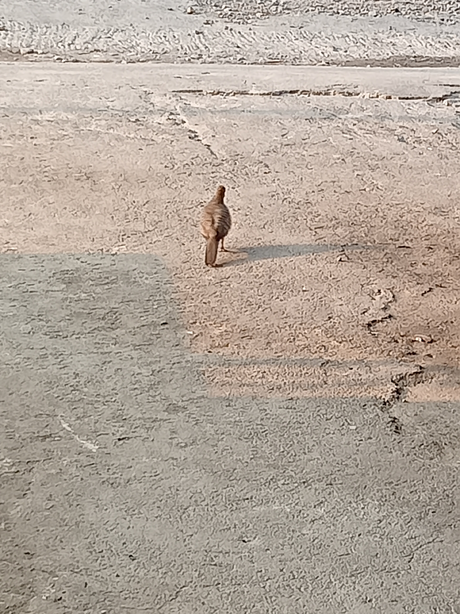 The image shows a single bird standing on a light-colored, uneven ground. The bird is facing away from the camera, displaying its striped tail feathers. The ground appears to be dry and possibly sandy or dusty, with some darker patches and a slight incline. The background is out of focus, showing more of the same textured ground, with a distant, blurred horizon. There is no visible indication of the city of Simo, Indonesia, within the frame. The lighting suggests it may be daytime.
