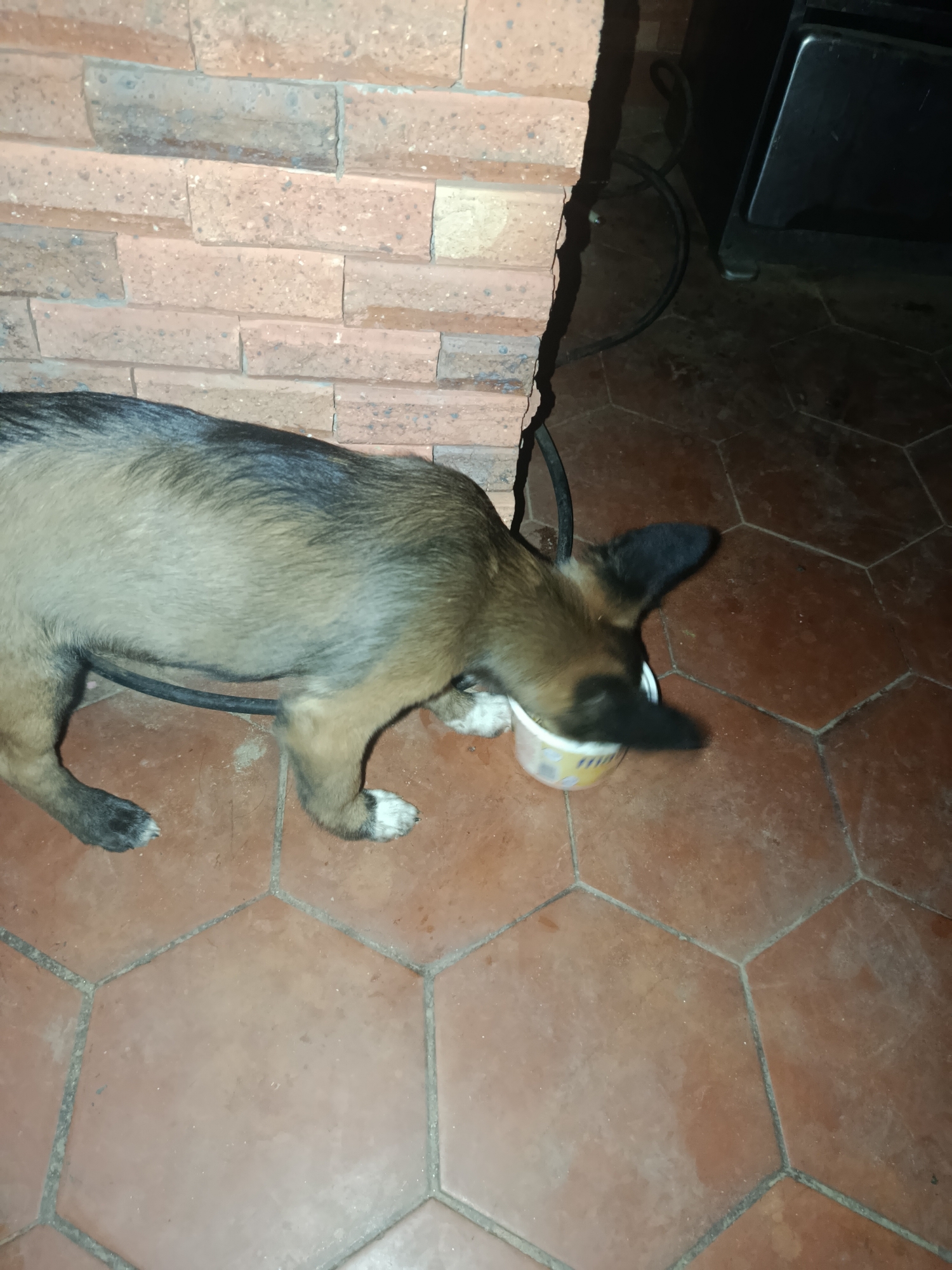 A medium-sized brown and grey dog stands on a red hexagonal tile floor, its head submerged in a small, white and yellow cup. The dog is positioned near a brick wall and a black appliance. A black cord runs along the floor near the wall. The location is Juan Griego, Venezuela.