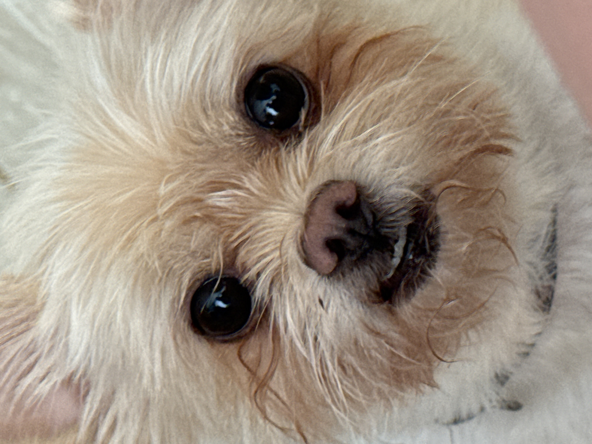 A close-up shot shows the face of a small, fluffy dog with light brown fur. The dog has large, dark, glossy eyes and a brown nose with black nostrils. The fur around its face is long and slightly curled. The image is tightly cropped, focusing solely on the dog's face and eliminating any background details that would help determine its location. The city of Chaikovsky, Russia is not discernible.