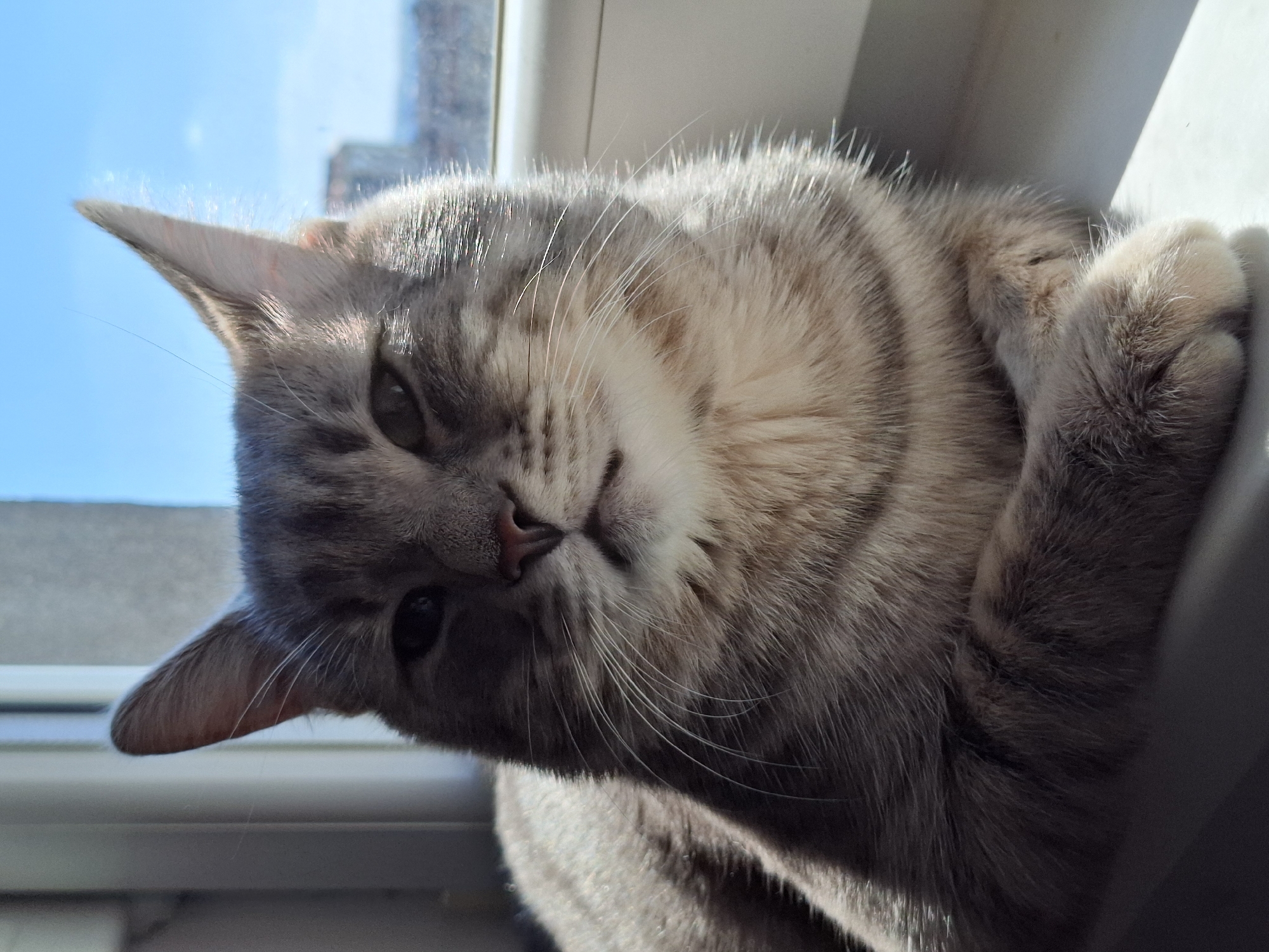 A close-up, medium-shot depicts a grey tabby cat lying on a white window sill. The cat is positioned diagonally, with its head towards the lower left and its body extending towards the upper right. The cat has a striped pattern and a light-colored muzzle with pink nose. The cat's ear is visible in the upper left corner, against the bright blue sky seen through the window. The window frames and parts of buildings, possibly apartment complexes, are slightly visible. The cat appears to be resting or lying down and is in Novi Sad, Serbia based on previous details.