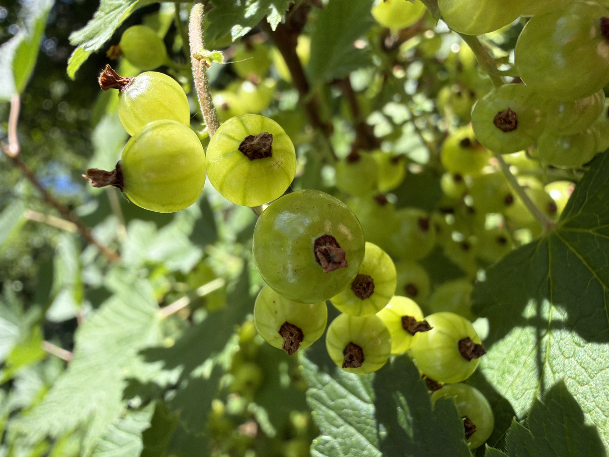 The image shows a close-up of unripe green currants on a bush. The currants are round and translucent, with a dark brown calyx at the stem end. They are clustered together on thin stems, surrounded by green leaves. The background is blurred, suggesting a shallow depth of field, with dappled sunlight filtering through the foliage. The scene appears to be outdoors, in a natural setting, possibly a garden or a wild bush. The location is described as Timonovo, Russia.
