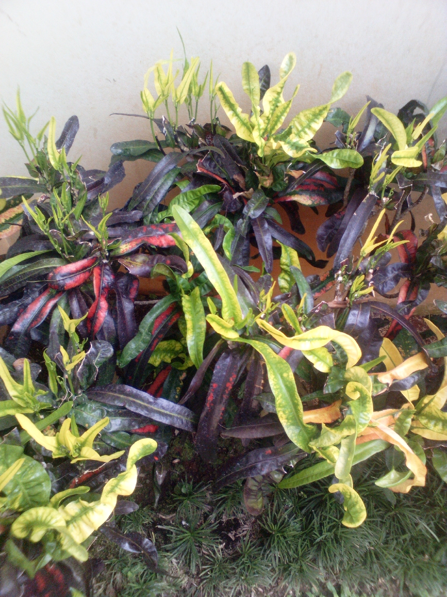 In South Jakarta, Indonesia, a collection of croton plants with vibrant, multi-colored foliage is displayed against a plain, light-colored wall. The plants exhibit a variety of leaf colors, including deep purples, reds, yellows, and greens, with some leaves showing variegated patterns. The foliage is dense and bushy, with some leaves curling and others elongated. The plants are situated outdoors, with a patch of grass and soil visible at the base of the composition. The lighting suggests an outdoor setting, likely during the daytime. The image is a close-up shot, focusing on the textures and colors of the leaves.