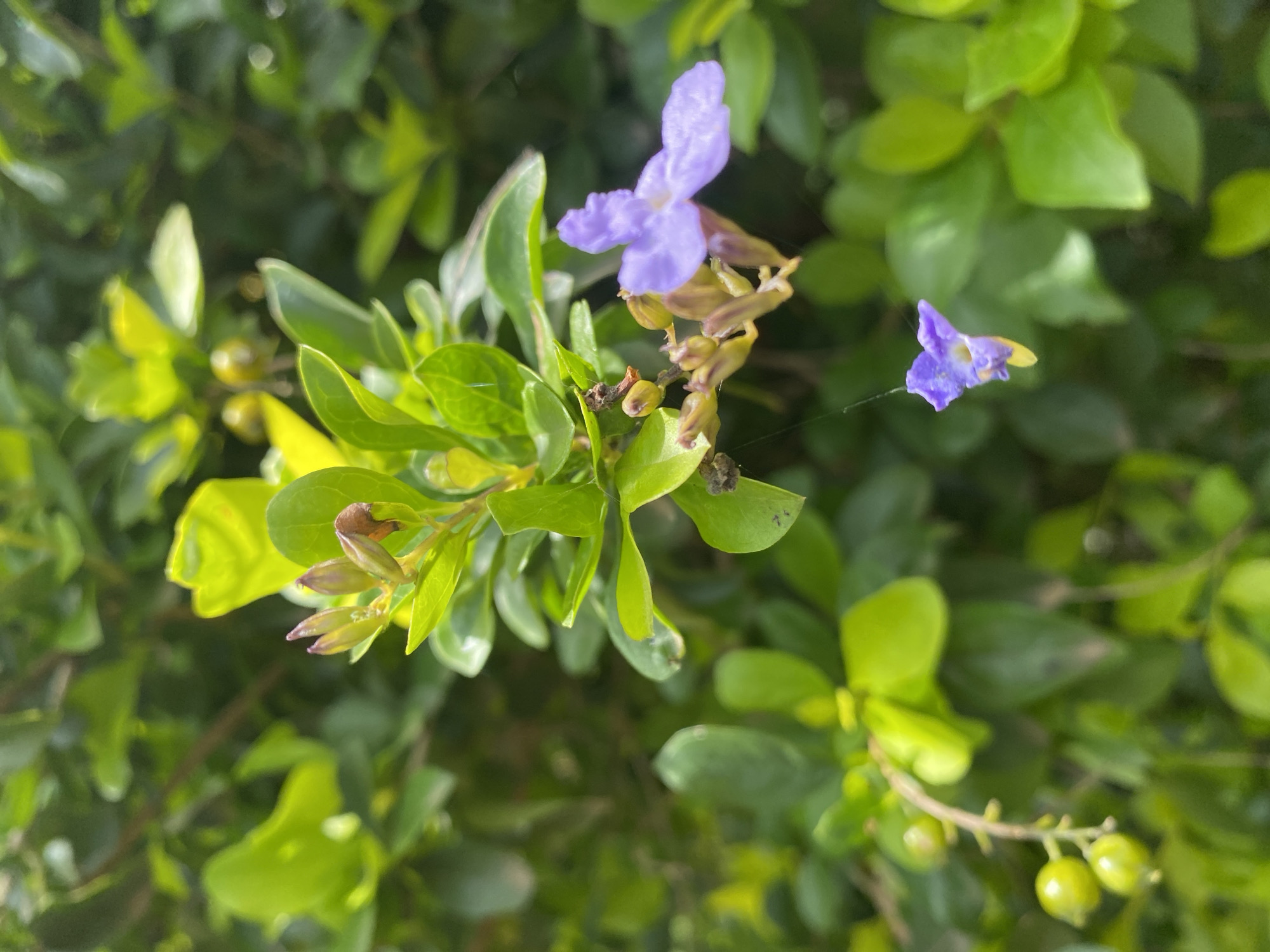 The image shows a close-up view of a flowering plant with vibrant green leaves and small purple flowers. The flowers are delicate and have a distinctive shape, with some appearing to be in full bloom while others are still buds. A few tiny green berries are also visible on a branch in the lower left portion of the image. The background is a blur of more green foliage, suggesting the plant is part of a dense shrub or hedge. The lighting is natural, casting soft shadows and highlighting the textures of the leaves and petals. The scene appears to be outdoors in a natural or garden setting. There are no people or animals present in the image. The location in Gura Top, Nigeria is not discernible from the visual information provided.