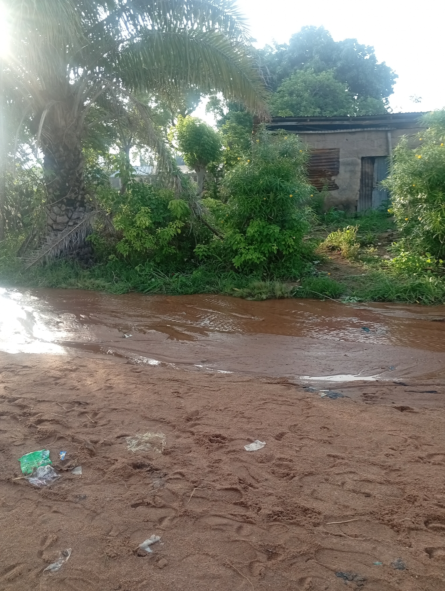 A dirt road in Jalingo, Nigeria, has been inundated with brown, muddy water, creating a shallow stream that reflects the sunlight. On the left side of the road, a large palm tree with dry fronds stands tall, partially obscuring a cluster of lush green bushes. Behind the vegetation, a simple, grey, concrete building with a corrugated metal roof and a weathered wooden door is visible. The building also features a patch of rusted corrugated metal on its left side, possibly an improvised window covering. More green foliage surrounds the building, with some yellow flowers scattered amongst the leaves. The foreground of the image consists of sandy soil, marked with footprints and scattered pieces of litter, including crumpled plastic bags in various colors, predominantly green and white. The overall scene depicts a rural or semi-urban environment in Jalingo, Nigeria, affected by heavy rainfall or poor drainage.