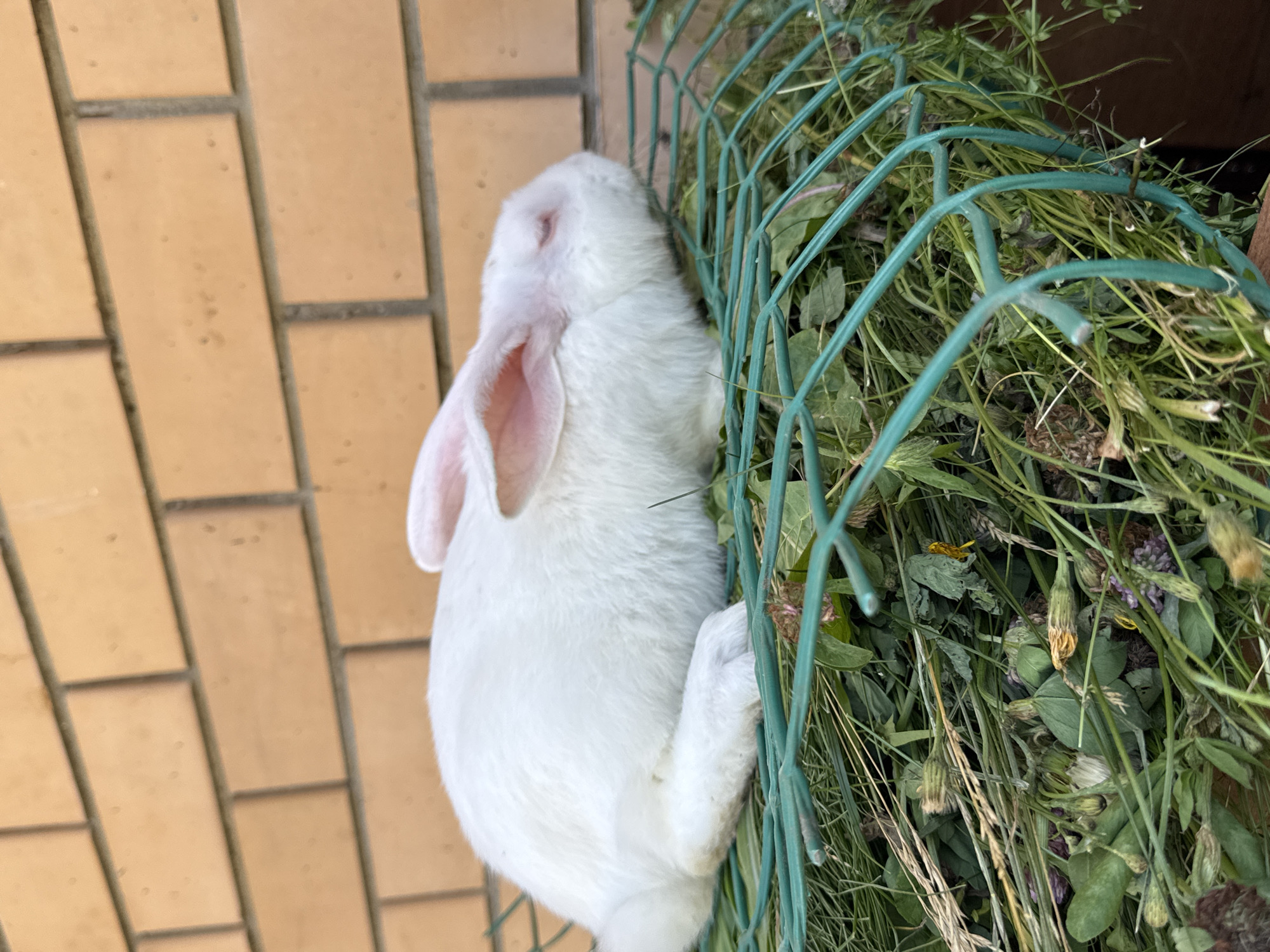 A white rabbit is lying on a pile of grass and green leafy plants, which are contained within a green wire basket. The rabbit is in profile, with its eyes closed and its ears visible. The background is a light brown brick wall. The scene is outdoors, possibly in a backyard or garden.