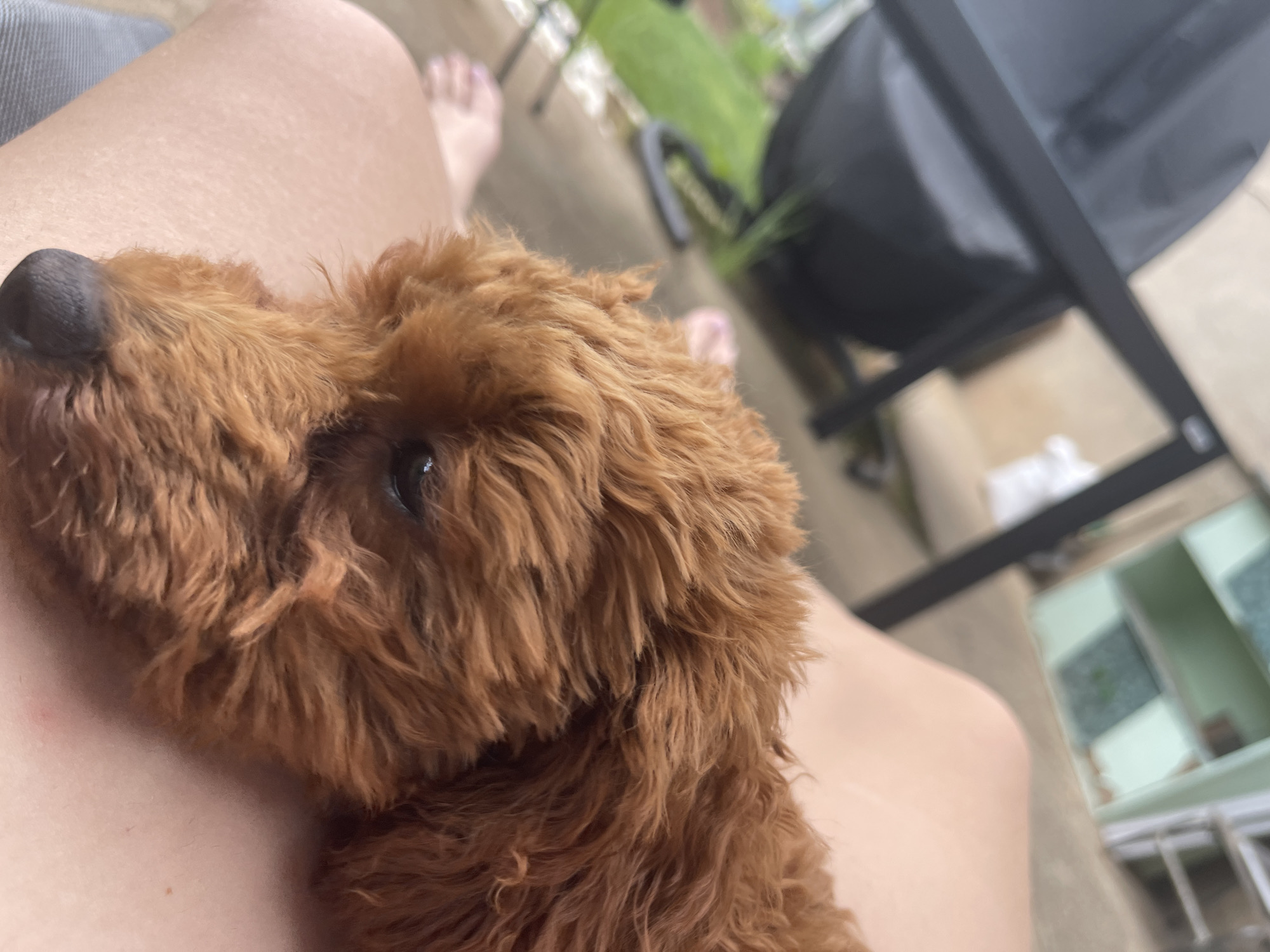 A close-up shot features a brown, fluffy dog resting on a person's lap. The dog's head is turned to the left, showcasing its dark nose and one visible eye. The person's skin is light in tone, and the edge of a denim garment is visible on the upper left. The background is blurred, but elements of an outdoor setting are apparent: green foliage, a portion of a black chair, and what appears to be a concrete surface. The location is not identifiable as Sofia, Bulgaria based on the provided visual information.