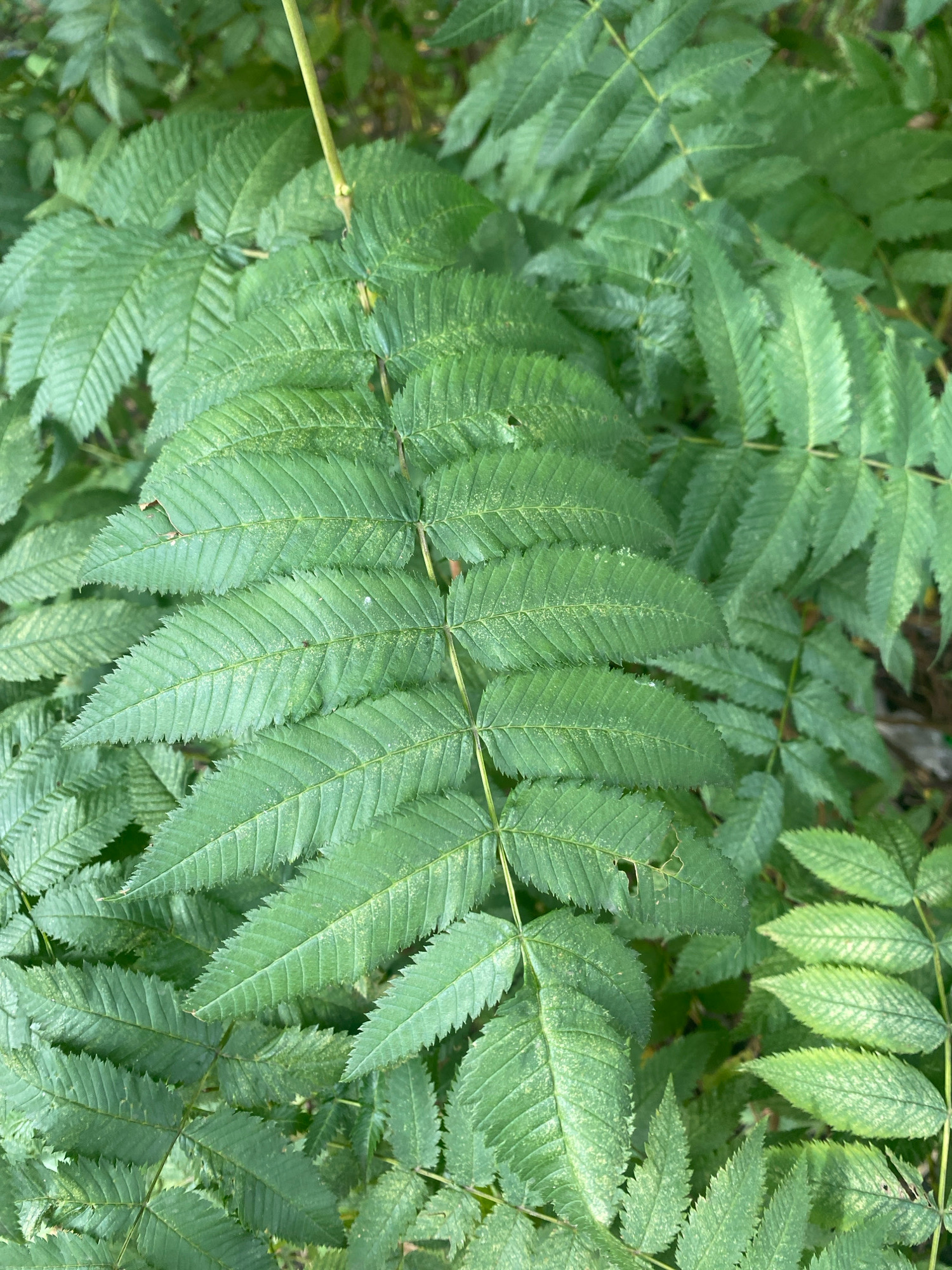 A close-up, overhead shot captures a dense cluster of vibrant green, serrated leaves belonging to a shrub. The leaves are arranged in compound structures, with multiple leaflets branching off a central stem. The surface of the leaves exhibits a textured, somewhat dusty appearance, with lighter speckles visible on some. The overall impression is one of lush foliage, with the focus solely on the plant life. The image provides no information about location, people, or actions.