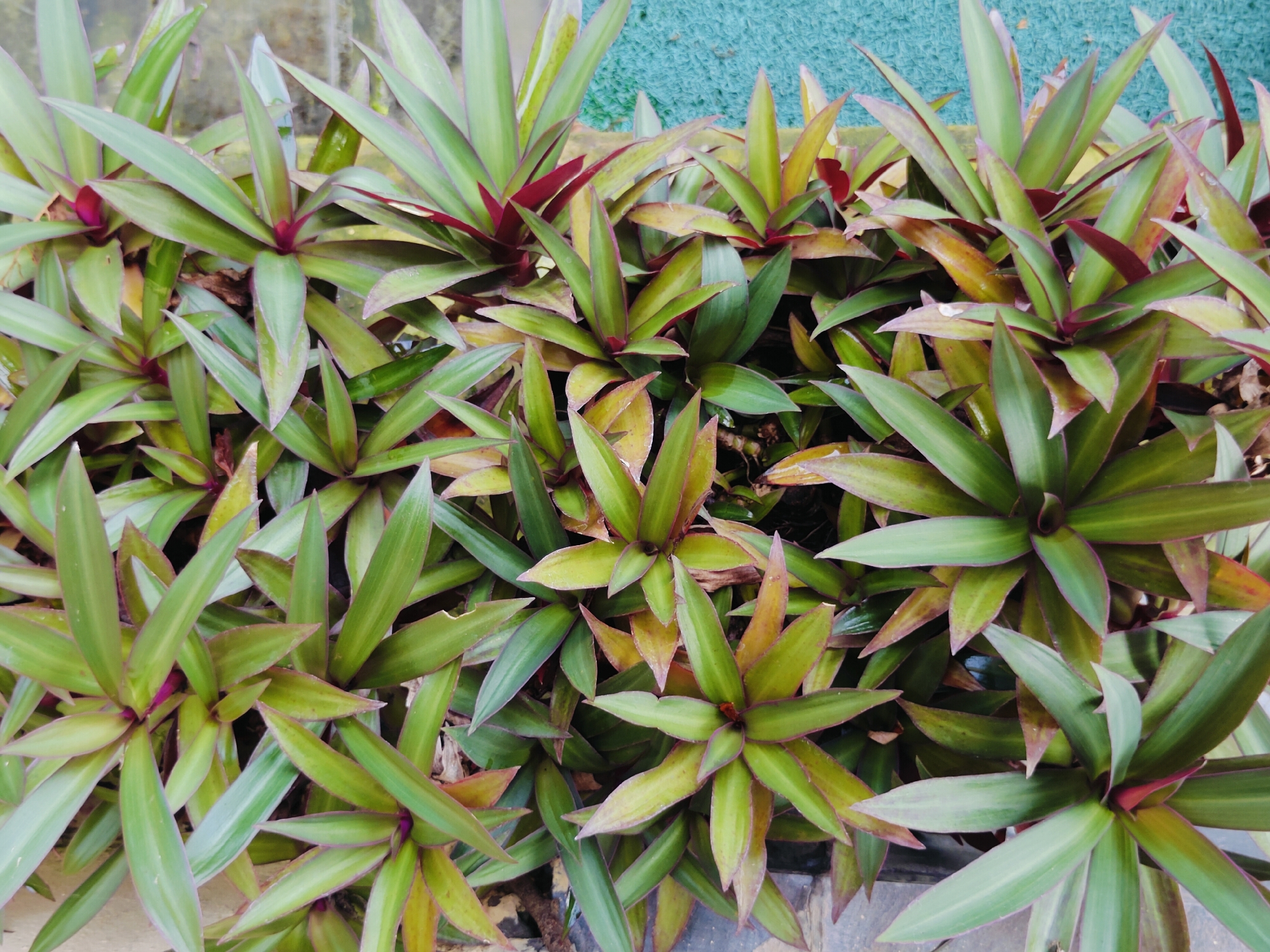 A dense, overhead shot of a vibrant green plant with purplish-red undertones. The plant is composed of numerous pointed, lance-shaped leaves that grow in a rosette pattern from central stems. Some leaves exhibit yellowing or browning at the tips and edges, suggesting natural aging or variations in sunlight exposure. The overall texture is lush and somewhat wild, with leaves overlapping and creating a layered effect. The background is out of focus, showing hints of a textured, teal-colored surface and a neutral-colored ground or planter. There are no people or animals visible in the image. The lighting appears natural, casting subtle shadows within the plant's dense foliage. This scene could be from a garden or a park in Pokhara, Nepal, where such tropical and subtropical plants are commonly cultivated.