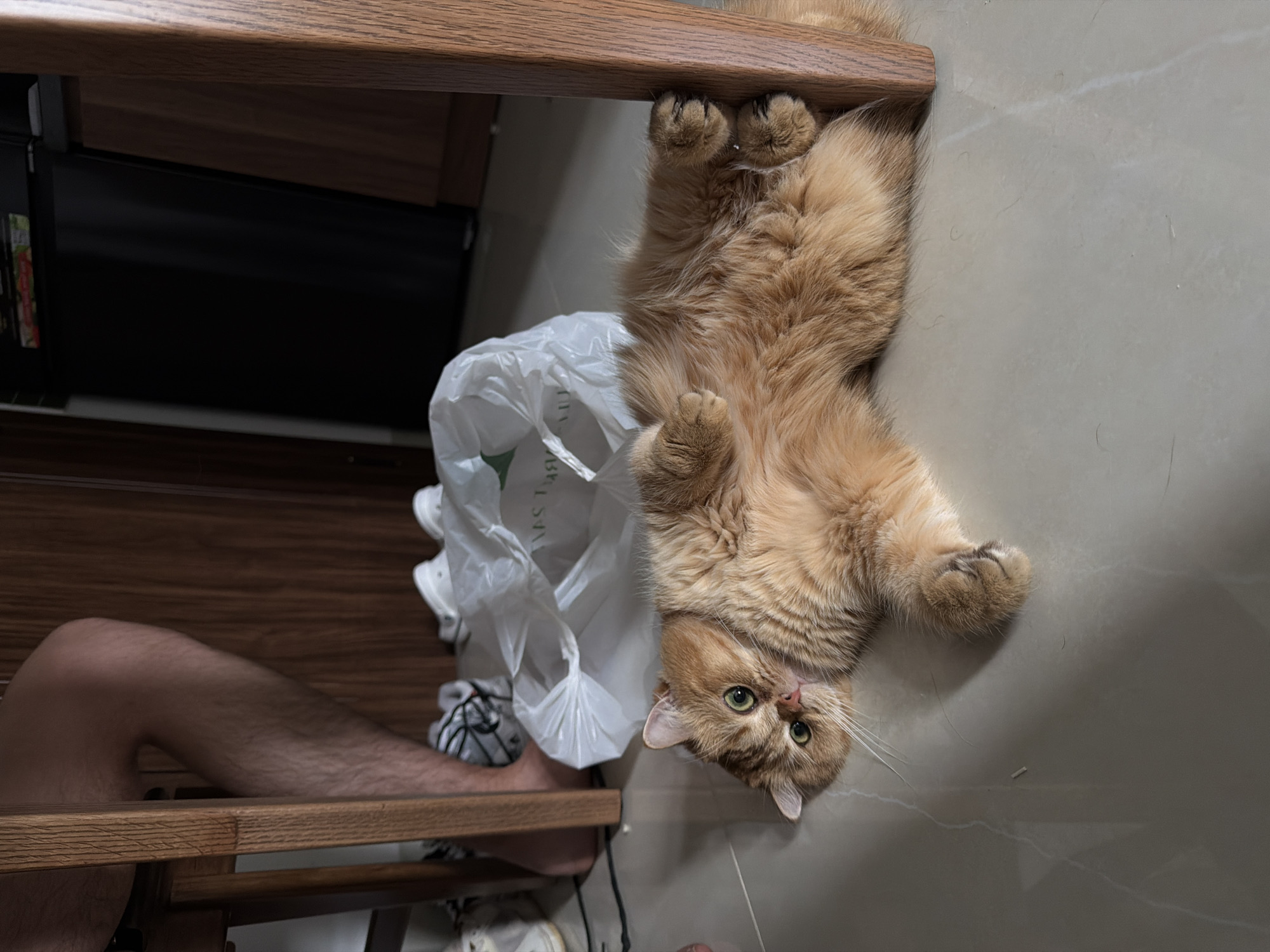 A medium-sized, golden-orange long-haired cat lies upside down on a light-colored tile floor. Its paws are extended towards the upper edge of the frame. The cat's head is oriented towards the lower edge, with its green eyes looking upwards. A white plastic bag is partially visible, positioned to the left of the cat. A bare human leg is visible in the lower-left corner, near the edge of a wooden chair or table. The photo appears to be taken indoors, possibly in a home. There is no information to determine the location of the city of Đà Nẵng, Vietnam.