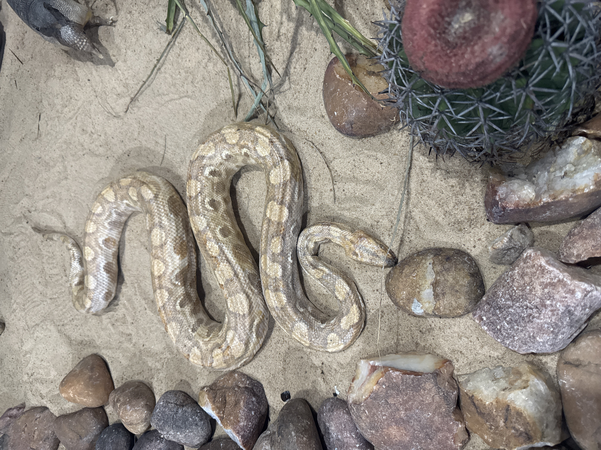 The image shows a snake coiled on a sandy surface, surrounded by rocks and some dry vegetation. In the upper right corner, an armadillo is partially visible, also on the sand. In the lower right, a cactus with a red fruit is present. The lighting suggests an indoor environment, possibly an enclosure designed to mimic a natural habitat. There is no discernible information about the location in Niterói, Brazil, or any human presence within the image.