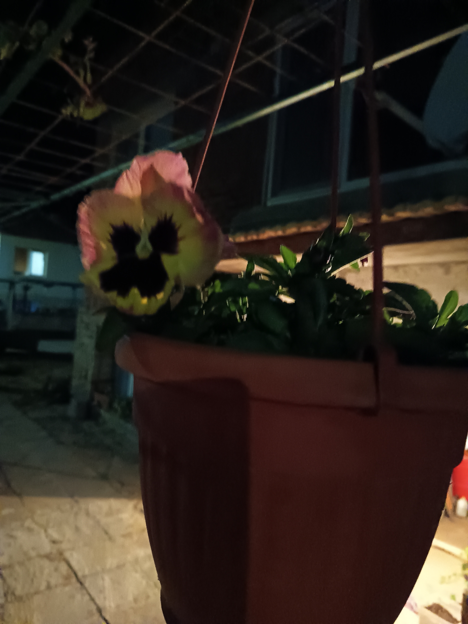 Here is a detailed description of the image:
The image captures a flowerpot hanging in an outdoor setting at night. The flowerpot is made of red plastic and contains a pansy with a distinct face-like pattern on its petals; it has a yellow and pink petals with dark central markings. The pot also contains a few green plants.
The flowerpot hangs by a string, which is attached to an overhead structure. The background includes an awning with a lattice pattern, and indistinct buildings or structures can be seen in the distance. The ground is paved with stone. Overall, the setting appears to be a patio or courtyard in the evening.
