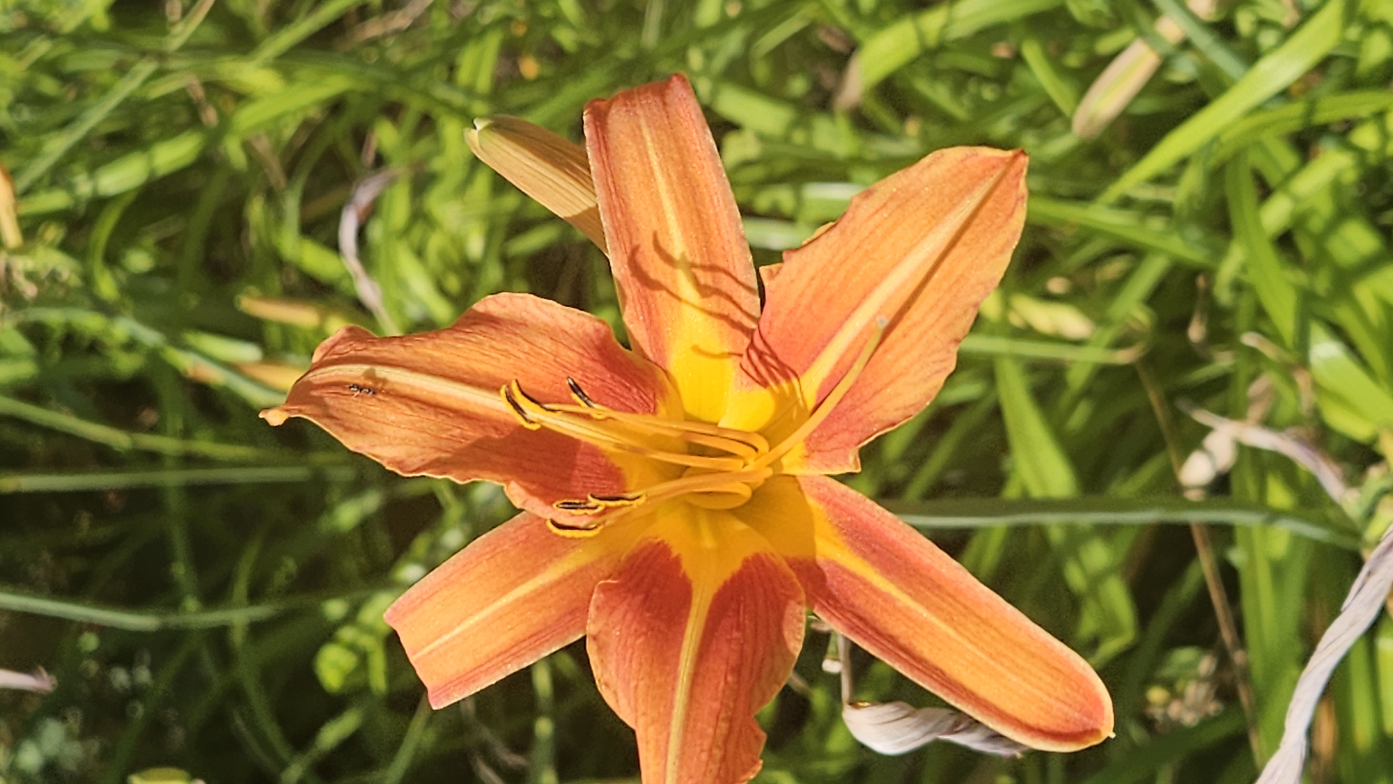 An orange daylily with yellow accents is in full bloom, its petals spread wide. The flower is positioned centrally in the frame, with its stamen and pistils clearly visible. A small ant is visible on the upper left petal. The background consists of blurred green foliage, suggesting an outdoor setting. The image was captured in Prešov, Slovakia.