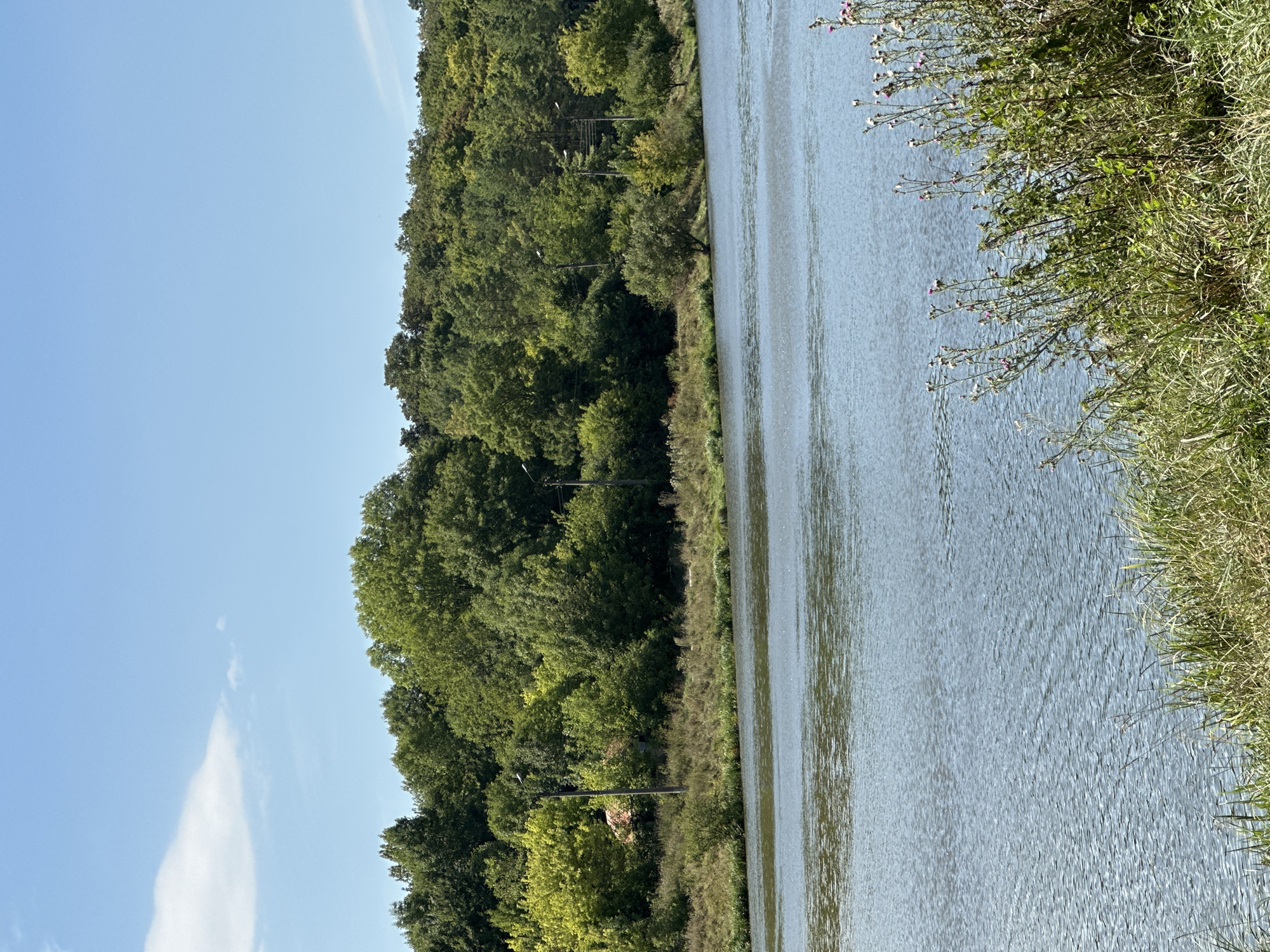 The image depicts a serene natural landscape with a wide body of calm water in the foreground, likely a river or a lake. The water's surface is gently rippled, reflecting the clear blue sky above. The far bank of the water is lined with a dense, verdant forest, characterized by a variety of trees with lush green foliage. In the distance, peeking through the trees, is a small, rustic building with a reddish-orange roof, suggesting a rural or semi-rural setting. Several utility poles with lights are visible along the tree line, indicating some human infrastructure. In the lower right corner, tall grass and some flowering plants grow along the water's edge, adding a touch of wild beauty to the scene. The overall impression is one of tranquility and natural beauty, a peaceful vista under a bright, cloud-dotted sky. This scene is consistent with the natural environments found near the village of Makiv, Ukraine, which is known for its scenic rural landscapes and proximity to bodies of water and forests.