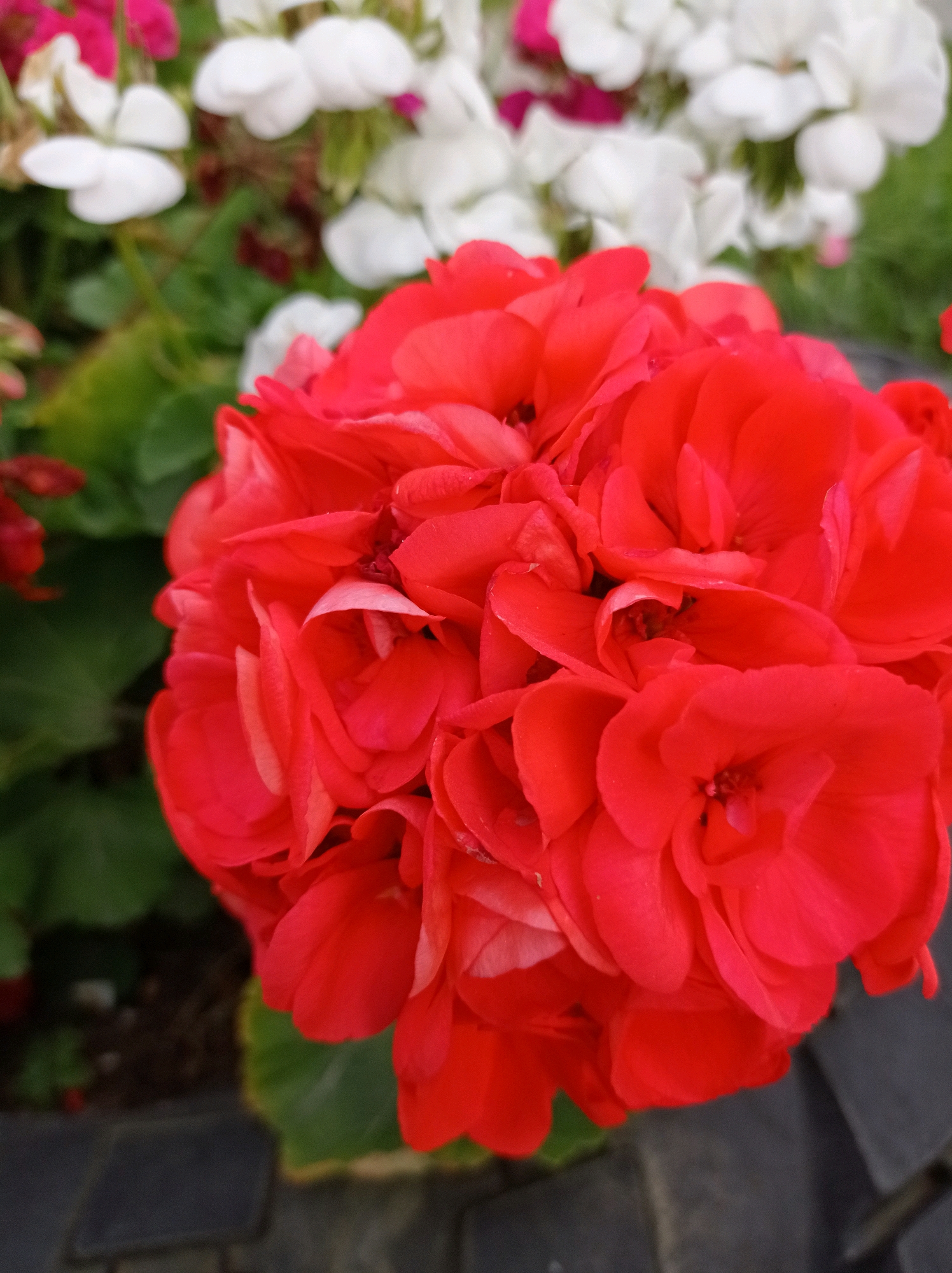 A close-up shot focuses on a cluster of vibrant red geranium flowers in the foreground, with blurred white and pink flowers in the background. The scene appears to be an outdoor garden or planter, possibly located in a city park or residential area in Degtyarsk, Russia. The ground beneath the flowers shows a pattern of dark, rectangular paving stones. There are no people or animals visible in the image. The lighting is soft and diffused, suggesting an overcast day or shaded location.
