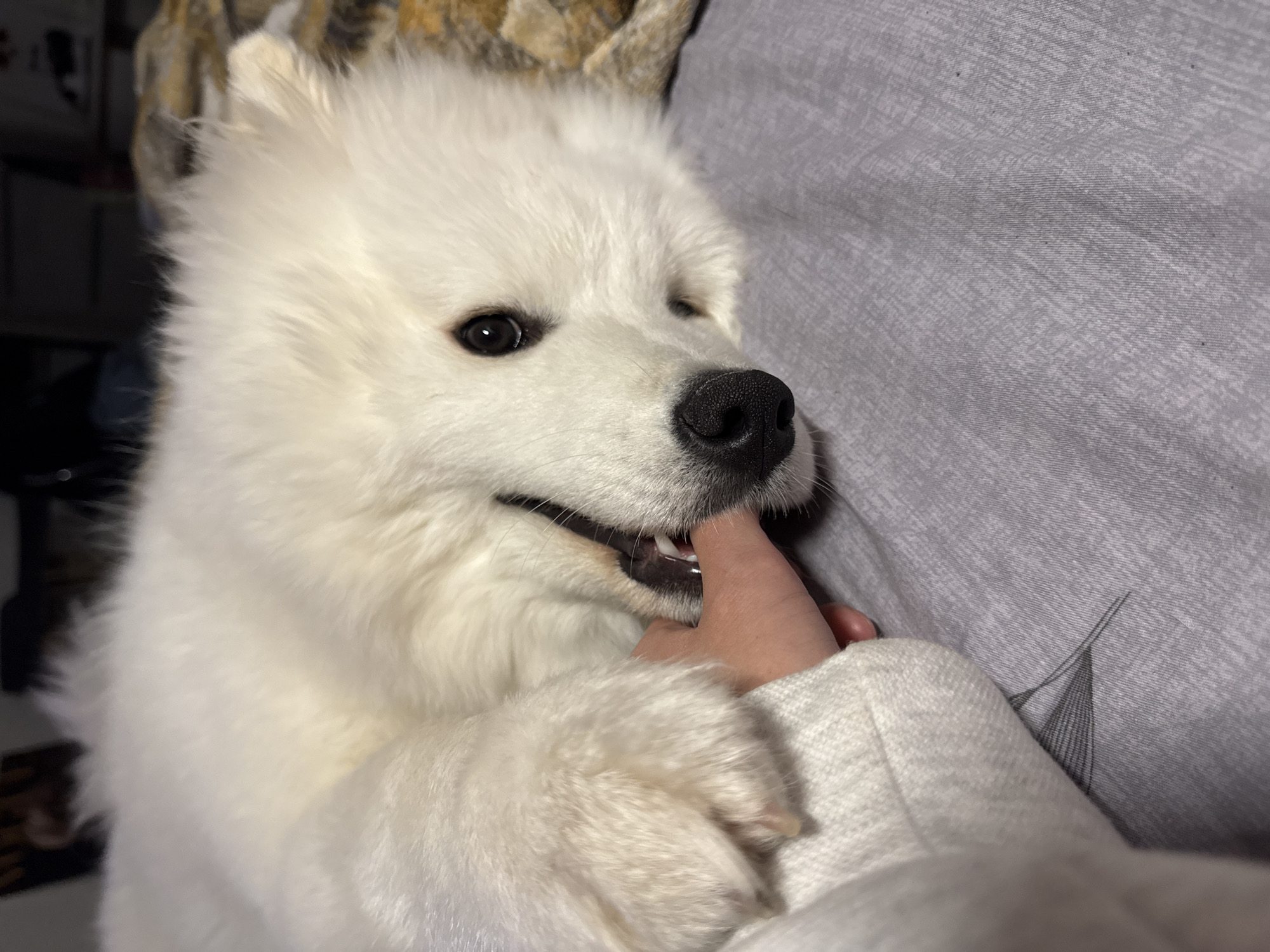 A close-up shot depicts a fluffy, white Samoyed dog gently biting a person's finger. The dog's black nose and eyes are prominent, and its teeth are visible where they touch the finger. The person's hand and the sleeve of their light gray sweater are also visible. The background includes a gray patterned sheet and some blurred objects. The image was taken in Chaikovsky, Russia.
