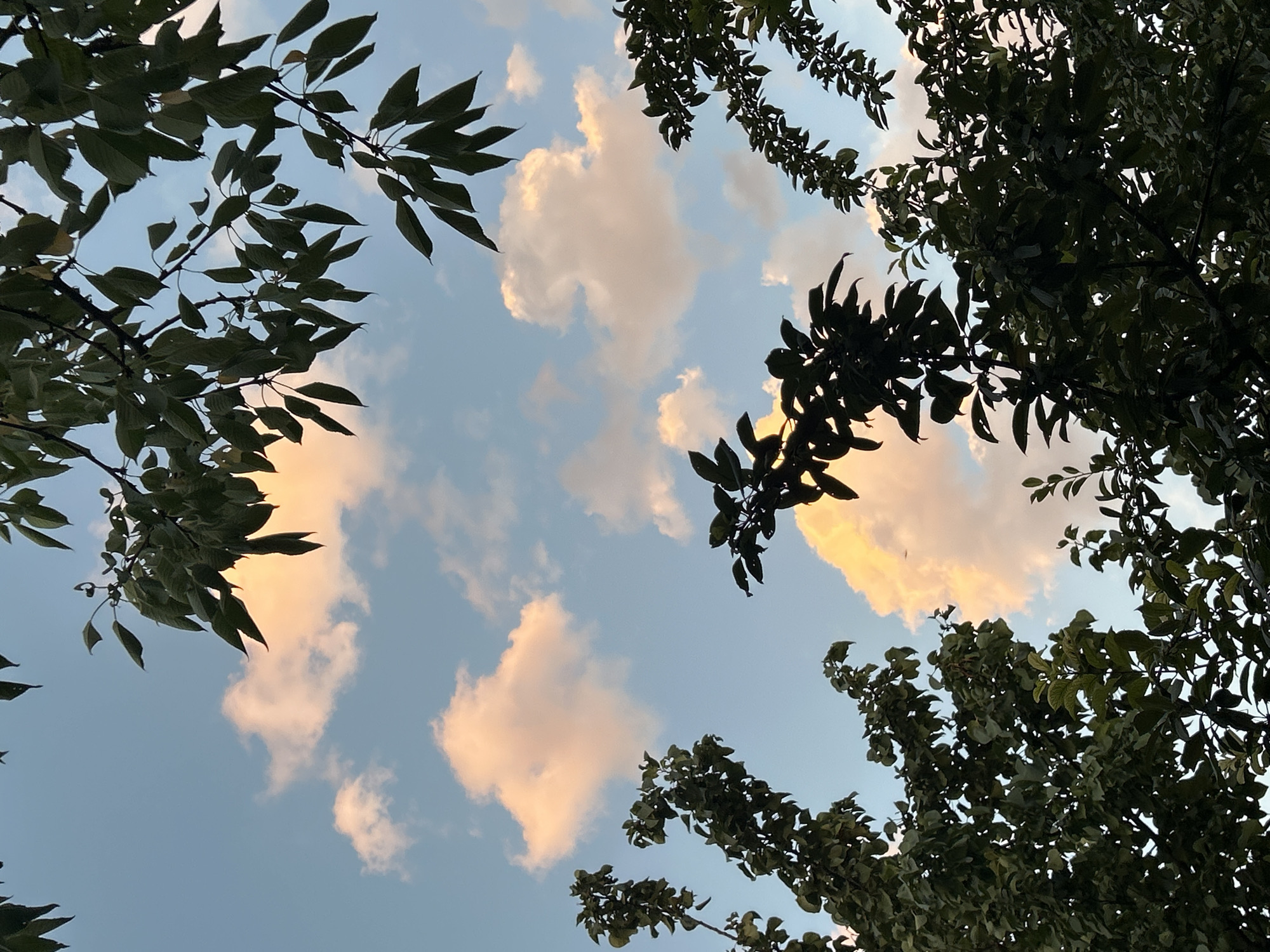 The image shows a view looking up at a sky with scattered clouds, tinged with pink and orange from the setting sun, framed by the dark green leaves and branches of trees. The scene is a natural environment, likely a park or garden, with no indication of urban structures or infrastructure associated with Boraldai, Kazakhstan. The lighting suggests it is either early morning or late evening. There are no people, animals, or man-made objects visible in the frame.
