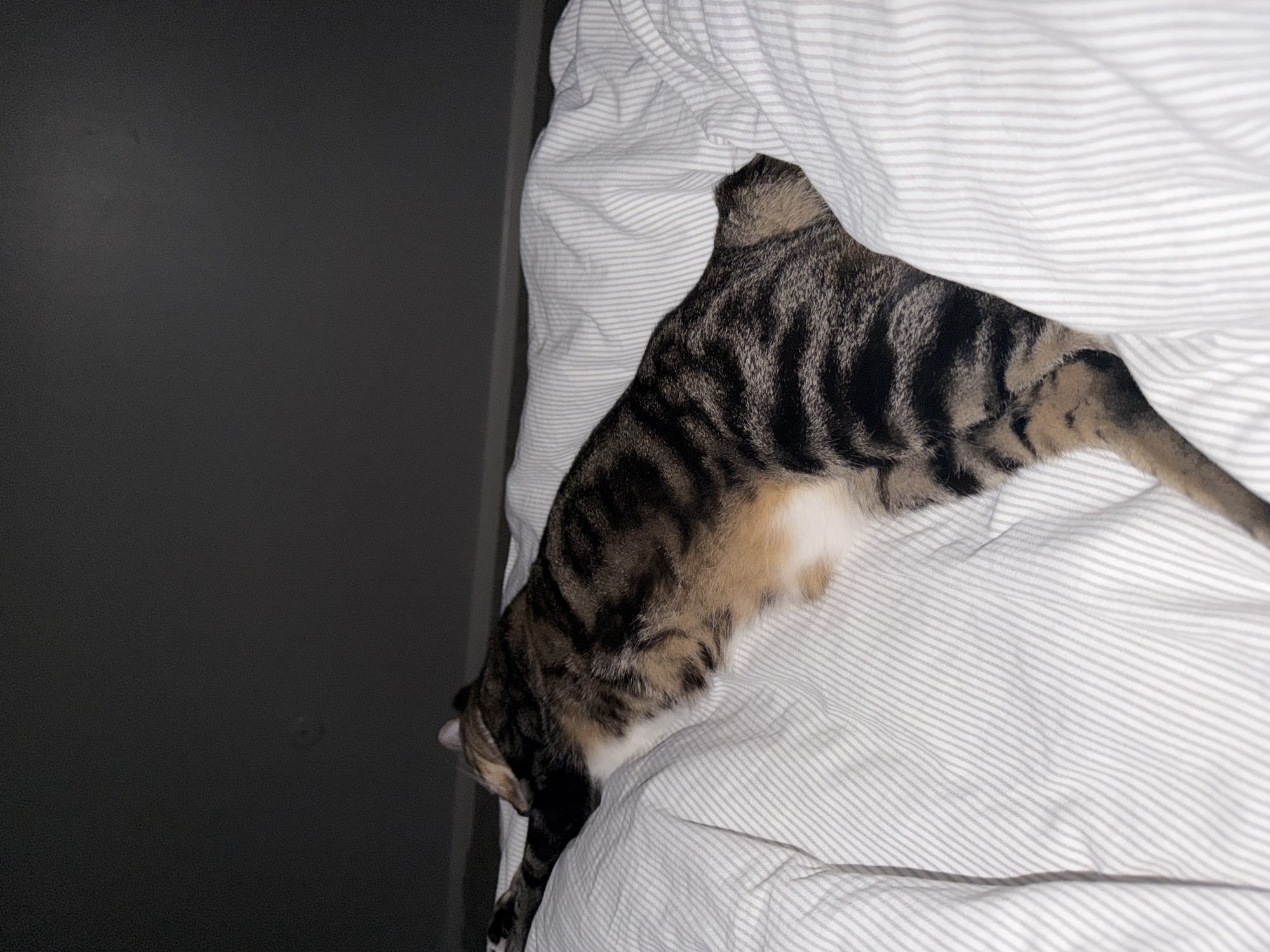 A tabby cat is sleeping on a bed covered with white and gray striped sheets. The cat is lying on its side, stretched out with its front paws extended. The room is dimly lit, with the ceiling in the background appearing dark. The image does not provide any information about the location of the scene in Tampa, United States of America.