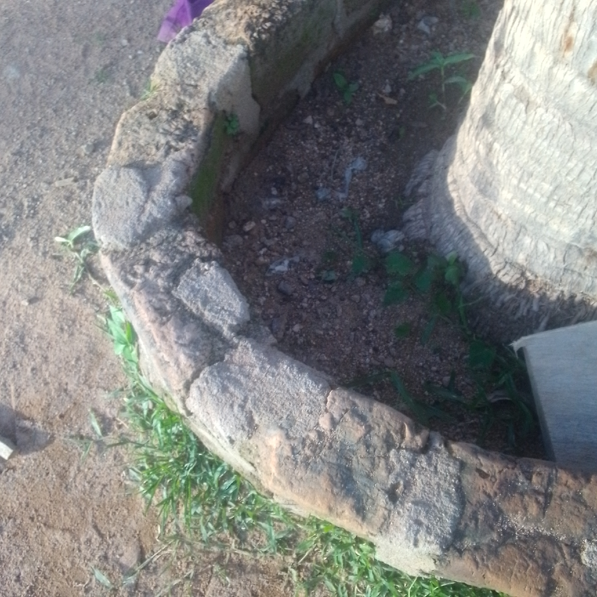 This media file captures a close-up, eye-level view of a circular, low-lying planter box made of rough, stacked stones. The planter is filled with dark soil, small pebbles, and a few scattered green plants. To the right of the planter, a portion of a large tree trunk, textured and light-colored, is visible. The area surrounding the planter is covered in sandy soil and some tufts of green grass. A small piece of purple fabric can be seen in the upper left corner of the frame, partially obscured by the planter. The lighting suggests it is daytime, with sunlight casting shadows. The scene appears to be outdoors, possibly in a garden or yard. There is no visible text in the image.