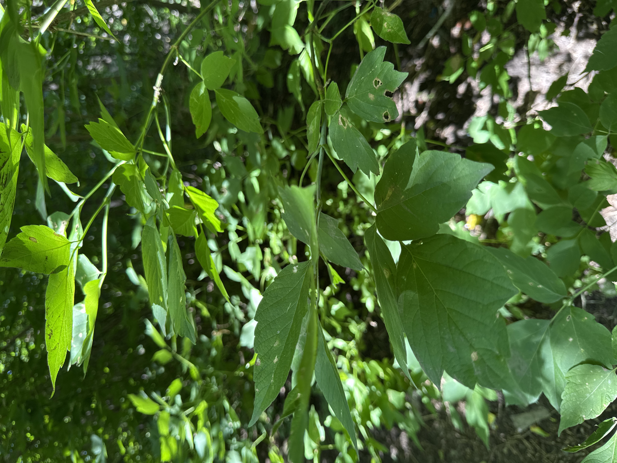 The image depicts a close-up view of green foliage in a natural setting. The leaves are various shades of green and appear to be from multiple plants, some with serrated edges and others with smoother margins. Sunlight filters through the canopy, creating dappled light and shadows on the leaves and the ground below. The background is a blur of more greenery and hints of tree trunks, suggesting a wooded or park-like environment. There are no people, man-made structures, or identifiable landmarks visible in the image. The scene is entirely natural and appears to be outdoors. The provided context about the city of Ufa, Russia, cannot be substantiated from the visual information within the image itself.