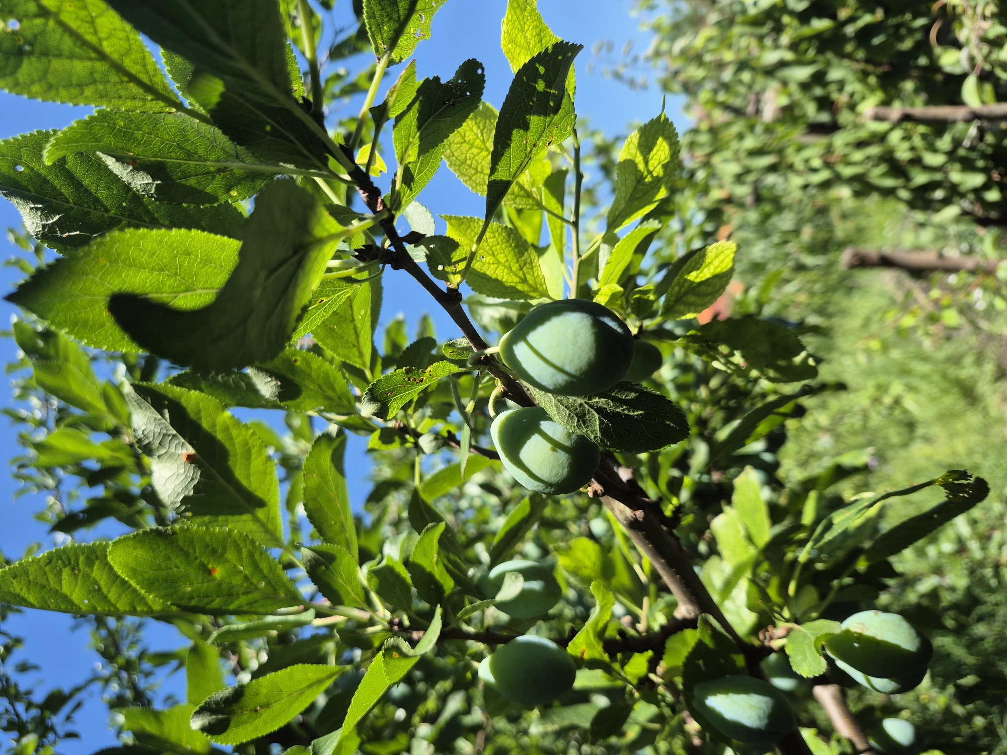 A close-up, eye-level shot shows unripe green plums hanging from a plum tree branch against a bright blue sky. Sunlight filters through the leaves, casting dappled shadows on the fruit and foliage. Several leaves show minor damage, with small holes and brown spots. In the background, the blurry outline of more greenery and a wooden fence suggests a garden or orchard setting. The image was captured in Sadina, Bulgaria.