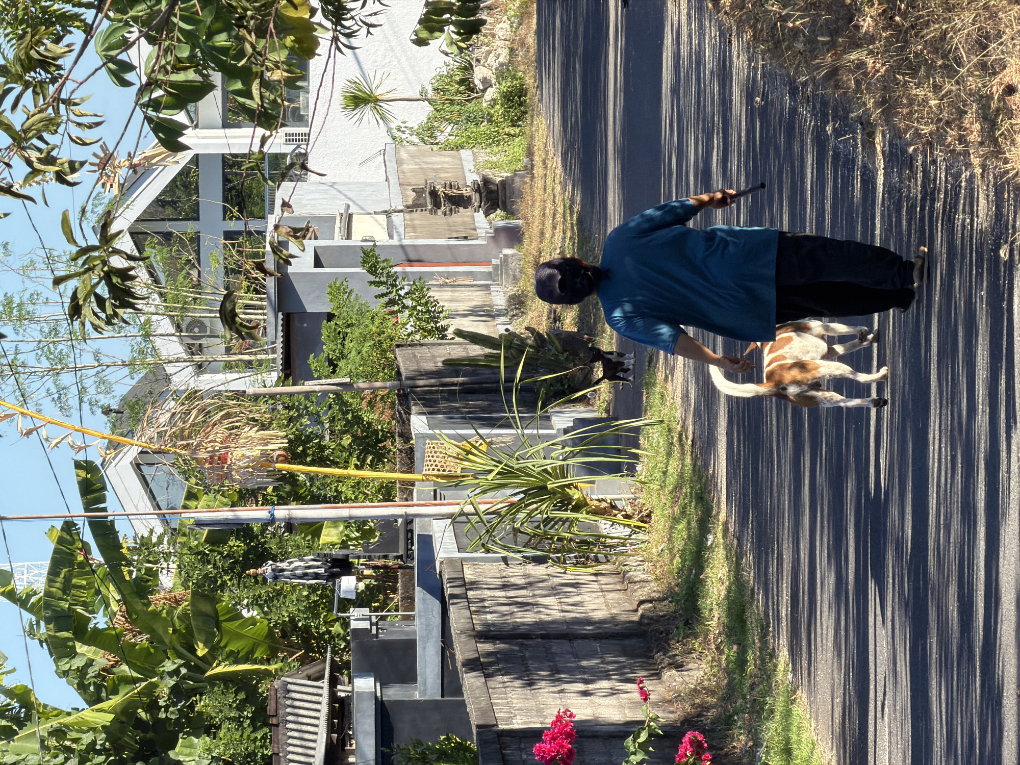 A person wearing a blue shirt and black pants walks down a paved road. They are holding a dark-colored object in their right hand. A small, brown and white dog walks beside them, its tail raised. The road is lined with green grass and some dry vegetation. Long, dark shadows from trees or structures stretch across the road, indicating it is likely midday or late afternoon. In the background, there are buildings with white walls and modern architectural features, surrounded by lush green foliage, including banana trees and other tropical plants. Some buildings have grey or dark-colored elements. A low stone wall runs along the side of the road. A few vibrant pink flowers are visible in the foreground on the left side of the image. The scene appears to be set in a tropical or sub-tropical environment. There is no visible text in the image.