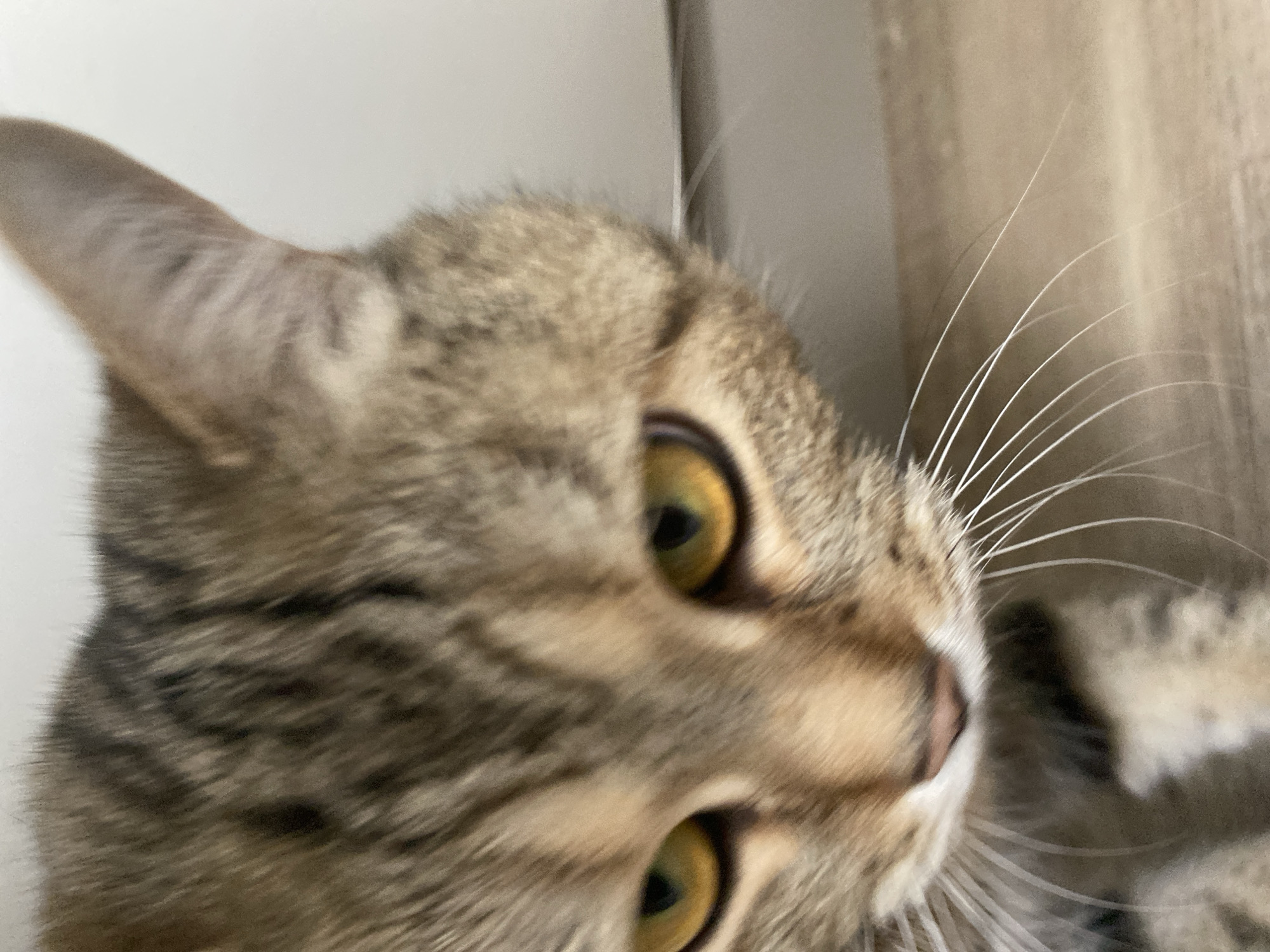 A close-up, eye-level shot shows a tabby cat's face, with its head angled downwards. The cat's fur is a mix of brown, tan, and black stripes. Its eyes are a striking yellow-green, with dark pupils. The cat's whiskers are long and white, fanning out from its muzzle. The background is a light beige, possibly a wall and floor. The image is sharpest on the cat's eyes and muzzle, with the fur and background becoming progressively blurred. There are no people or other animals visible in the image.