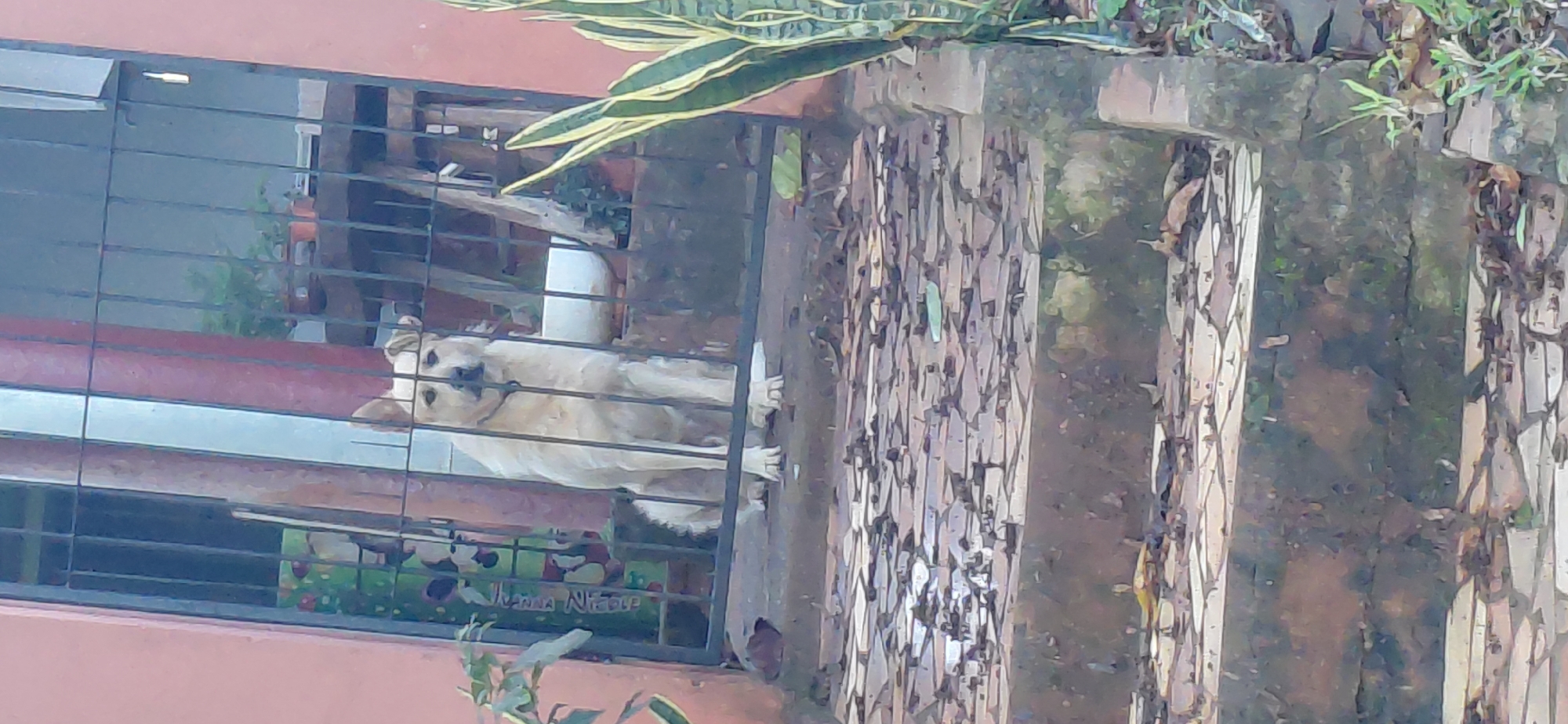 A light-colored dog with floppy ears sits behind a black metal gate, looking forward. The dog is positioned on a stone pathway, with several steps leading up to the gate. The ground is covered in fallen leaves. Behind the dog, through the gate, a blurred interior space is visible, with a table and chairs, and some potted plants. To the right of the gate, a snake plant is visible. The building to the left of the gate has a pinkish-orange wall. The scene appears to be an outdoor area in front of a residence in Encarnacion, Paraguay.