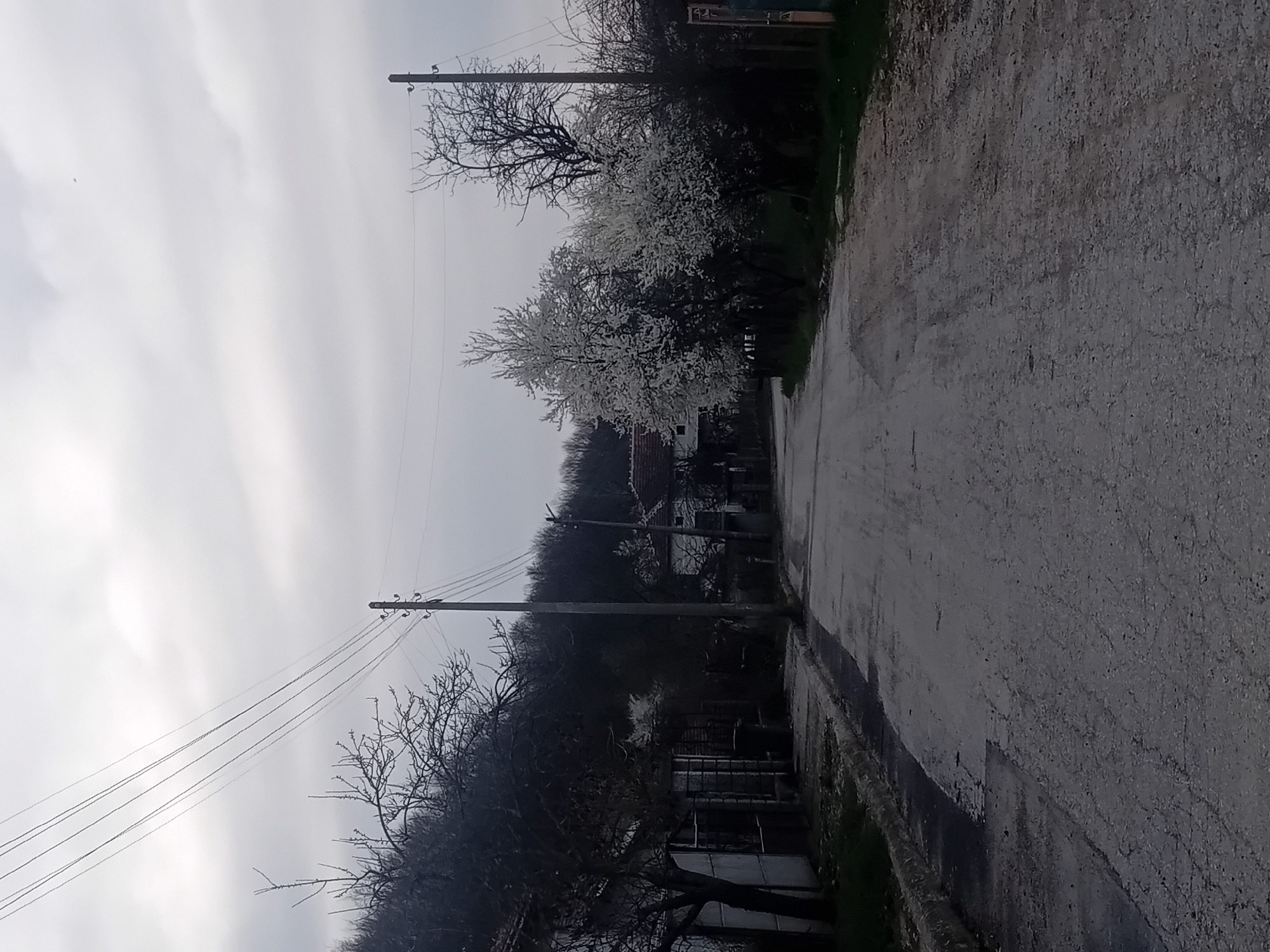 The image depicts a street scene in an unidentified location. The street is made of asphalt and has a narrow sidewalk on one side. Utility poles line the street with visible wires. Trees are present along the roadside, some with white blossoms. Buildings are visible behind the trees. The sky is overcast with grey clouds.