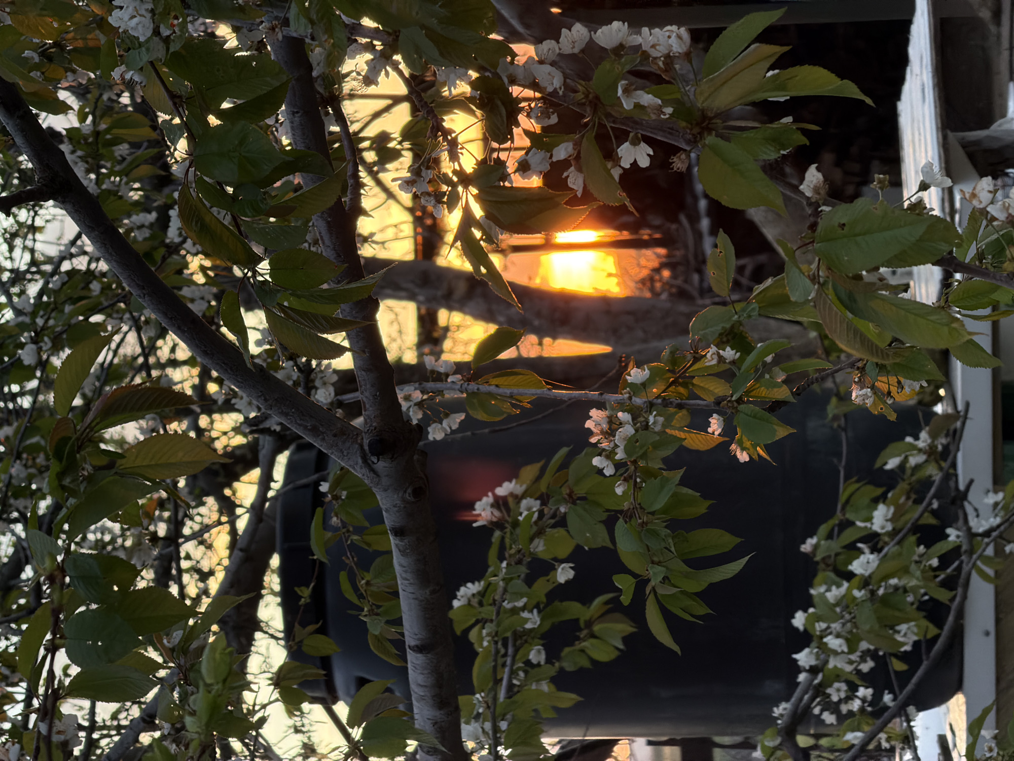 The image shows a tree with white flowers, possibly cherry blossoms, with the sun setting in the background. The branches and leaves are partially obscuring the view of the sunset, creating a silhouette effect. The light appears to be filtering through some structures, possibly a fence or building. There is a black object or structure visible behind the tree branches, but the details are unclear due to the shadows and lighting. The image location of Kamyshin, Russia is undetermined but can be assumed.