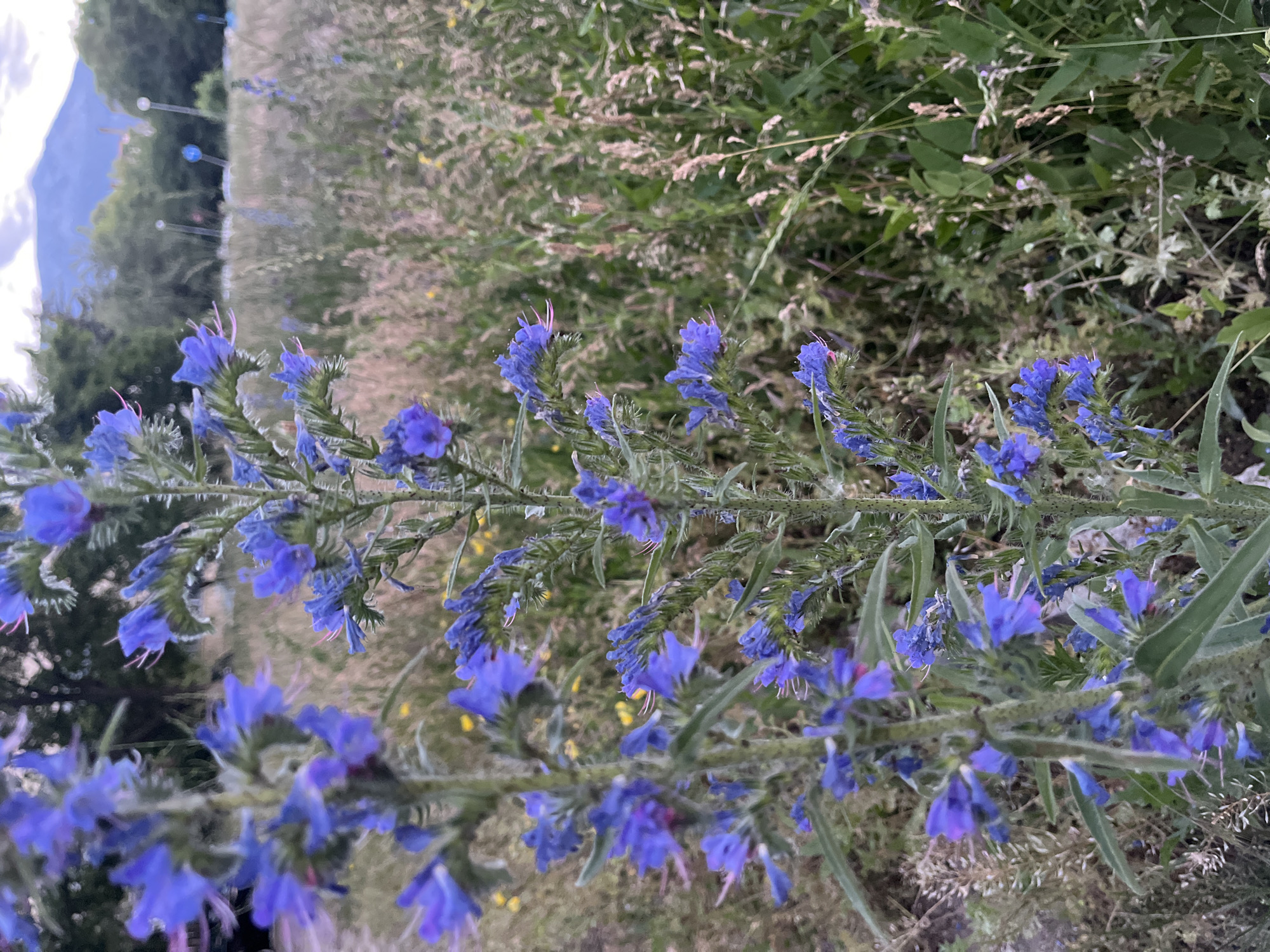 In a shallow focus outdoor shot, a tall, green stalk with numerous small, vibrant blue flowers is centered, its stem covered in fine hairs. The flowers are clustered tightly along the upper portion of the stalk, with some unfurling while others remain in bud. In the background, a field of wild grasses and other vegetation stretches into the distance, with a hazy view of trees and a mountain under a cloudy sky. Some small yellow flowers are scattered within the green foliage. The lighting suggests late afternoon or early evening. No people or specific urban structures are identifiable.