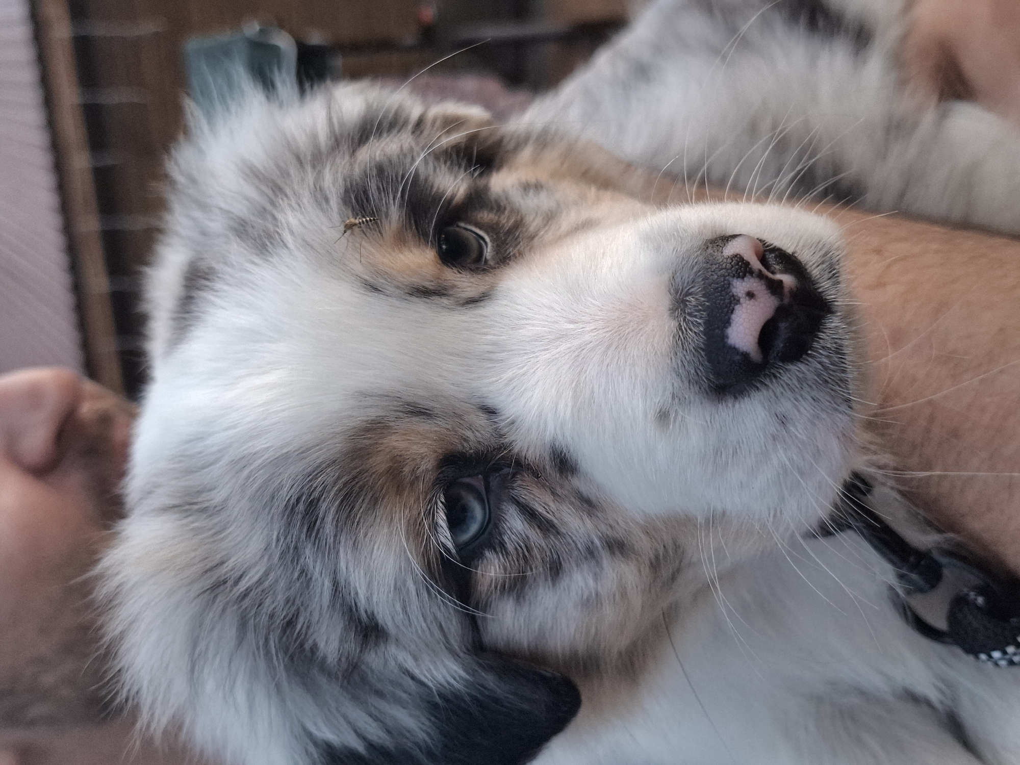 A close-up, indoor shot depicts a blue merle Australian Shepherd puppy being held. The puppy's head is tilted toward the viewer, with its right eye prominently displayed as blue. A mosquito is resting on the fur above its left eye. The puppy has a pink-spotted nose and a black collar is visible around its neck. A human arm holds the puppy. Part of a person's face is seen in the bottom left corner. The environment is not detailed enough to establish a location in Malyi Bukor, Russia.