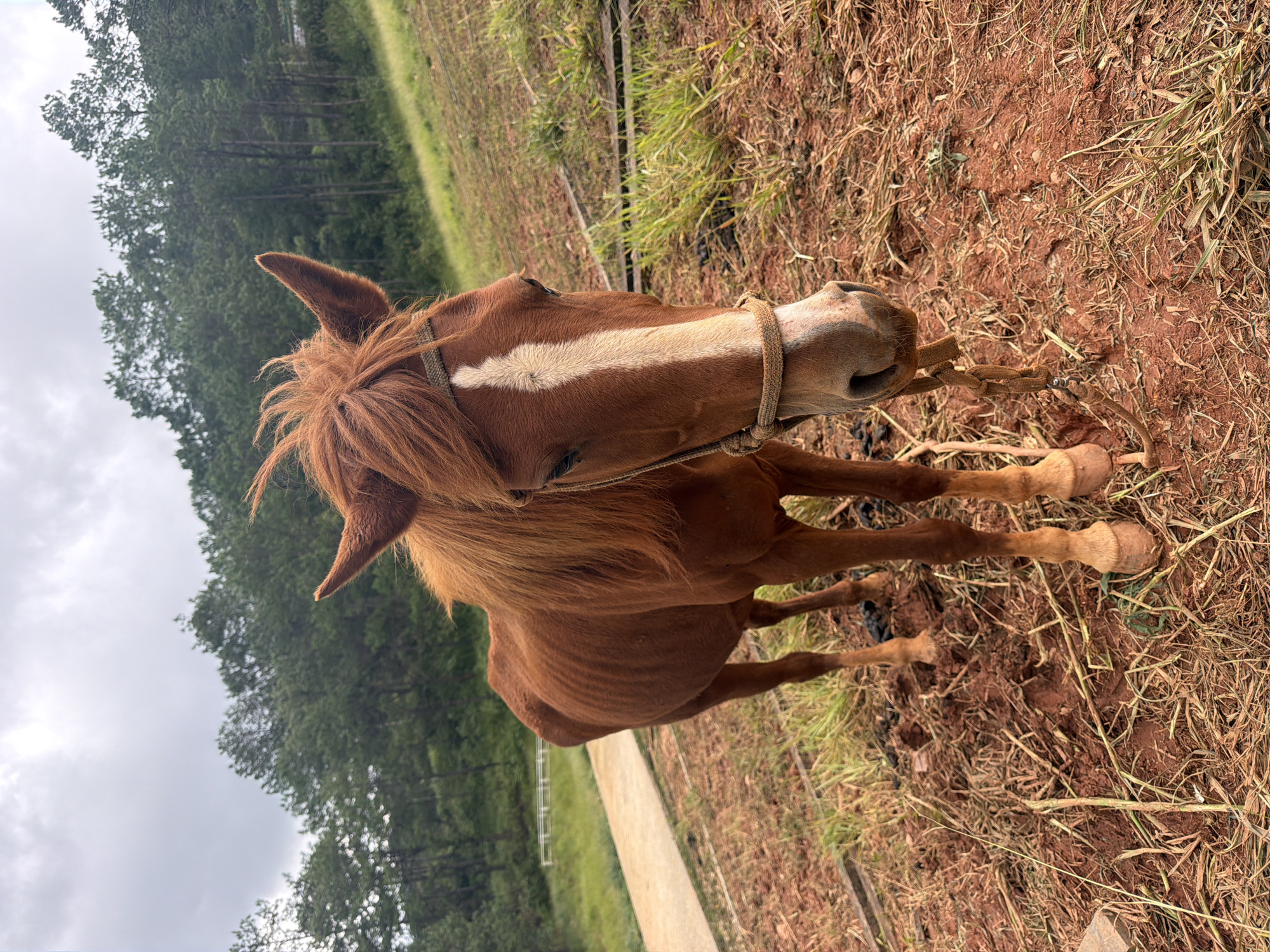 An adult brown horse stands on a dirt path in a rural area, likely on the outskirts of Da Lat, Vietnam. The horse appears underweight, with its ribs clearly visible. It is wearing a simple rope halter. Behind the horse, a grassy slope rises, dotted with pine trees. The sky is overcast. The ground is a mixture of red soil, dry grass, and fallen pine needles. A paved walkway is visible to the left of the horse, leading uphill. The overall impression is one of a somewhat bleak, natural setting, with the horse appearing somewhat neglected.