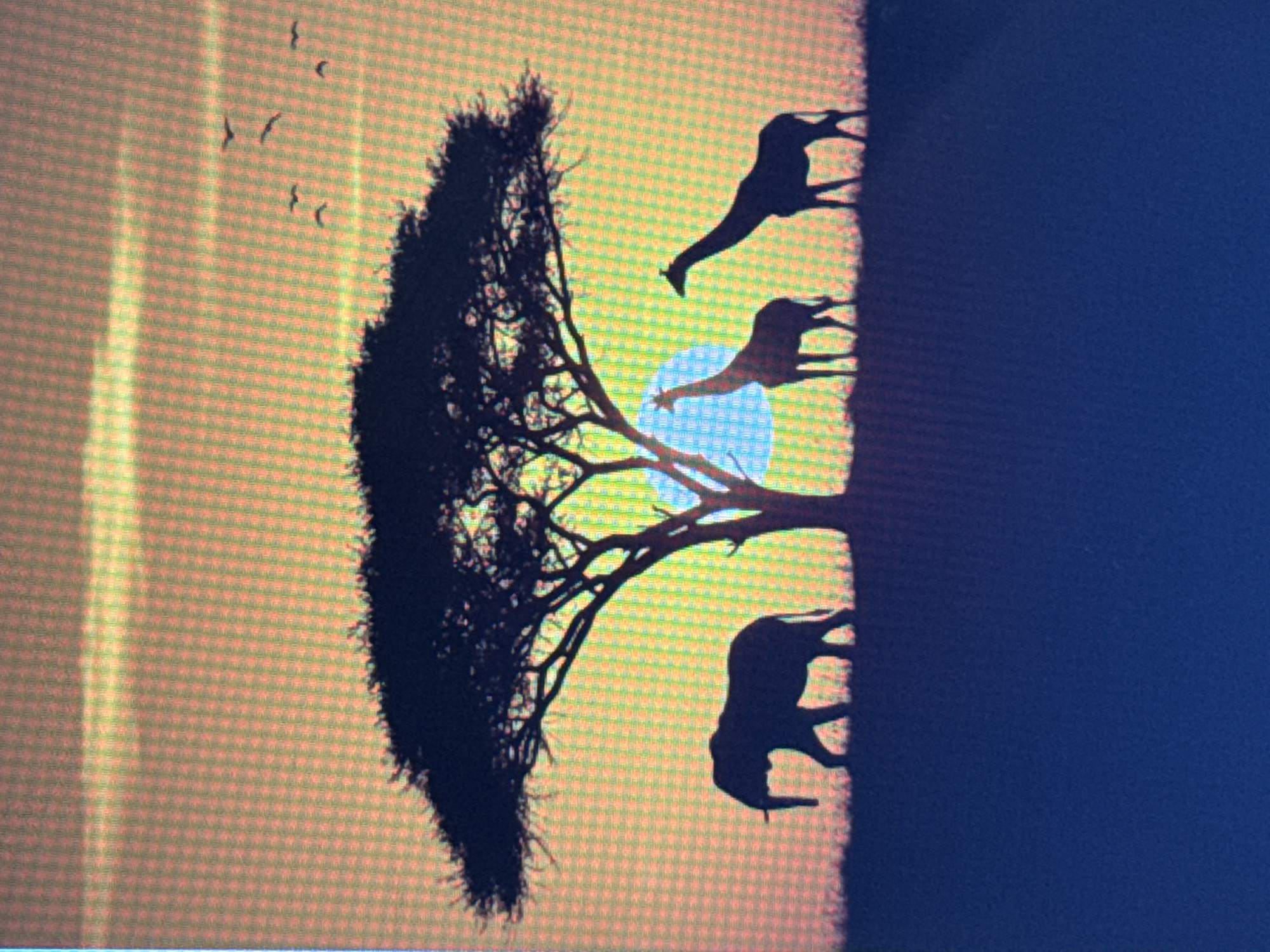 This media file displays a silhouette of an African savanna scene. The primary subjects are a large acacia tree and three giraffes. The scene is set against a warm, gradient sunset or sunrise sky, with hues of orange and yellow. A bright, bluish circle, likely representing the sun or moon, is visible behind the tree branches. Silhouetted birds are flying in the upper left portion of the image. The giraffes are depicted in various poses, with one seemingly reaching towards the branches of the tree. The overall impression is one of tranquility and natural beauty. The image is a photograph, likely taken with a digital camera, as evidenced by the pixelated texture visible in close-up views. There is no visible text in the media file. The location context provided, Pushkino, Russia, is inconsistent with the African savanna scene depicted.