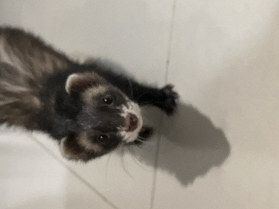 A single domestic ferret is depicted standing on a light-colored tiled floor. The ferret has dark brown and black fur with prominent white markings on its snout, lower jaw, and surrounding its small, rounded ears. Its dark eyes are directed forward, towards the camera, and its mouth is slightly open. A distinct shadow from the ferret extends to its left and rear on the tiled surface. The scene is located in San Bernardino Tlaxcalancingo, Mexico.