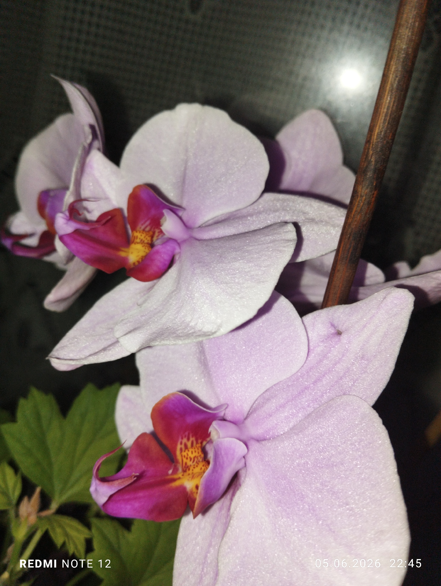 A close-up photograph depicts three Phalaenopsis orchids in bloom, situated in the city of Burgas, Bulgaria. The two primary blossoms, prominent in the foreground and mid-ground, feature light lavender-to-pale-purple petals with vibrant, deep magenta and reddish-purple labella (lips) that exhibit distinct yellow and orange speckled markings. The petals display a finely textured, almost granular surface. A third, partially visible orchid blossom is positioned in the upper-left background, adhering to a similar color scheme.
A dark brown, vertically oriented wooden stake, used for plant support, is visible behind the central and rightmost orchids. In the lower-left corner, several green leaves from an unidentified plant are partially visible, providing a contrasting organic element. The background is a uniformly dark, indistinct textured surface, revealing a subtle grid pattern in some areas. A bright, circular light reflection or source is present in the upper-right portion of the background, creating selective illumination.
No human figures or observable actions or interactions are present within the frame. The lighting appears artificial, likely from a direct flash, creating distinct shadows and emphasizing the texture of the orchid petals. Two white text overlays are present: "REDMI NOTE 12" in the bottom-left corner and "05.06.2026 22:45" in the bottom-right corner, indicating the capture device and the date and time of the photograph.