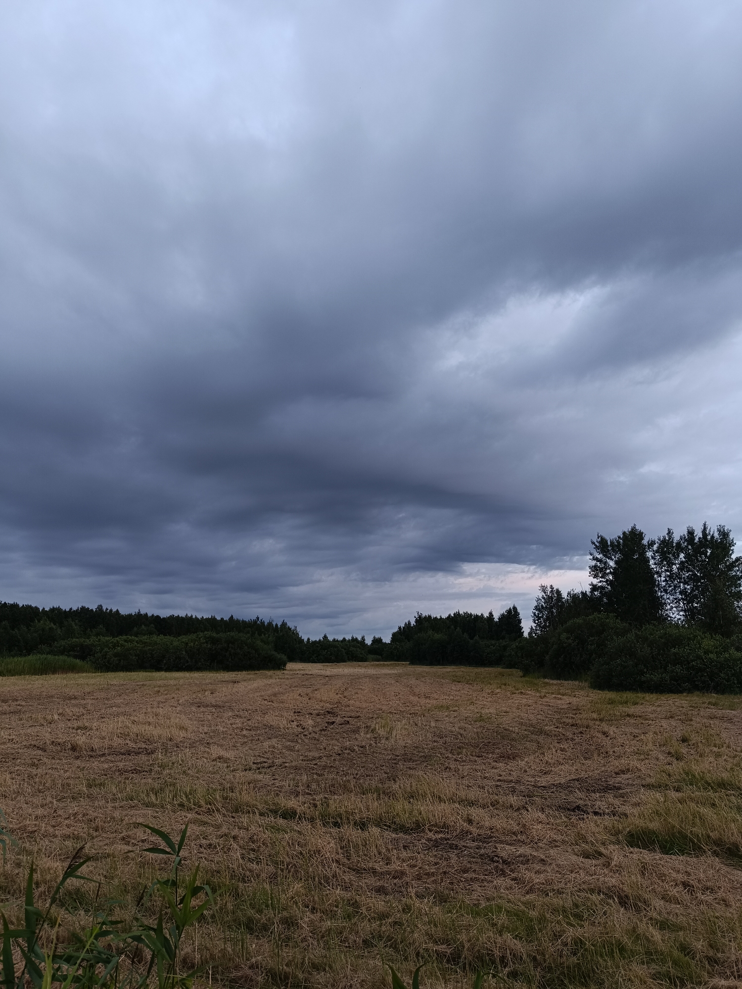 A wide, horizontal shot captures a field of cut hay under a dramatic, overcast sky. The field stretches from the foreground to the tree line in the distance, with the dry, golden-brown stalks of hay covering the ground. A dense forest of dark green trees forms a sharp line across the horizon, with some taller trees breaking the uniformity on the right side of the frame. The sky is filled with heavy, grey clouds, suggesting an impending storm. The overall impression is one of rural stillness and a muted, natural palette, with no signs of human activity or specific landmarks to identify a precise location within Riga, Latvia.