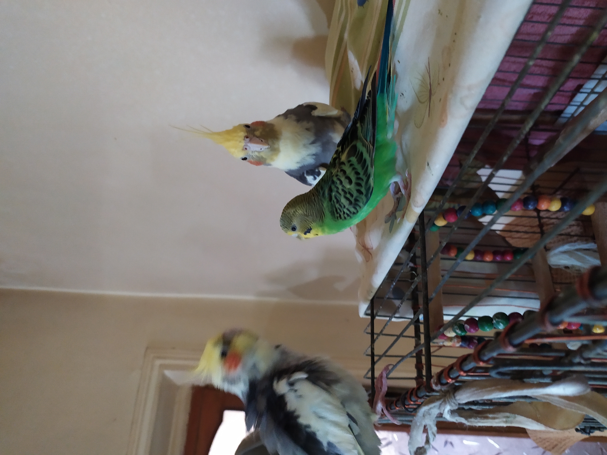 Three birds are perched on top of a cage. The bird on the left is a cockatiel with gray and white plumage and a yellow crest. The bird in the center is a green budgie. The bird on the right is a cockatiel with yellow and gray plumage and a yellow crest. The cage is made of black metal bars and has colorful beads hanging from it. The background is a light-colored wall. The scene appears to be indoors. The city of Bilajari, Azerbaijan, is not depicted in this image.
